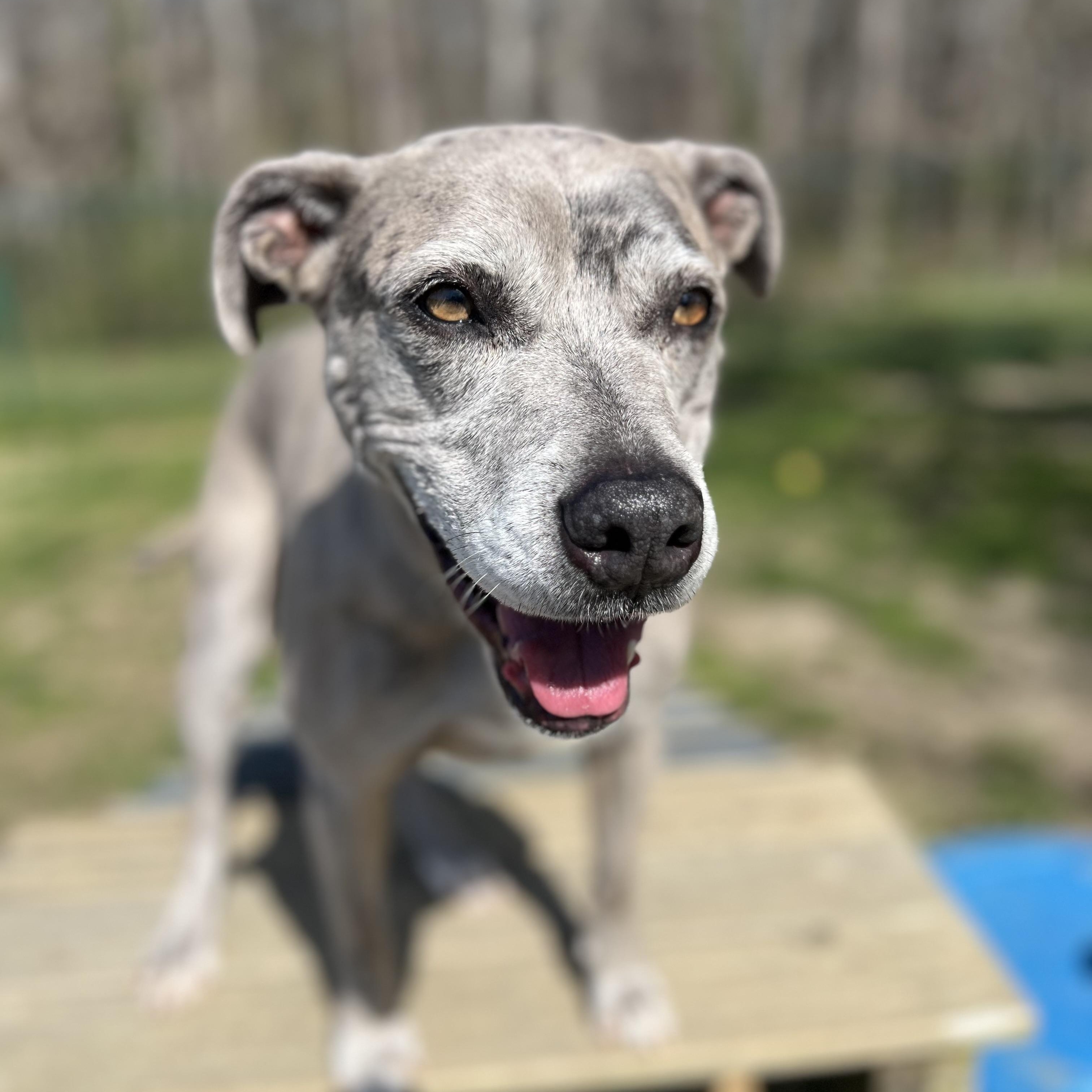 Scarlett, a Adoptable mixed breed in Saluda, VA image 4/4