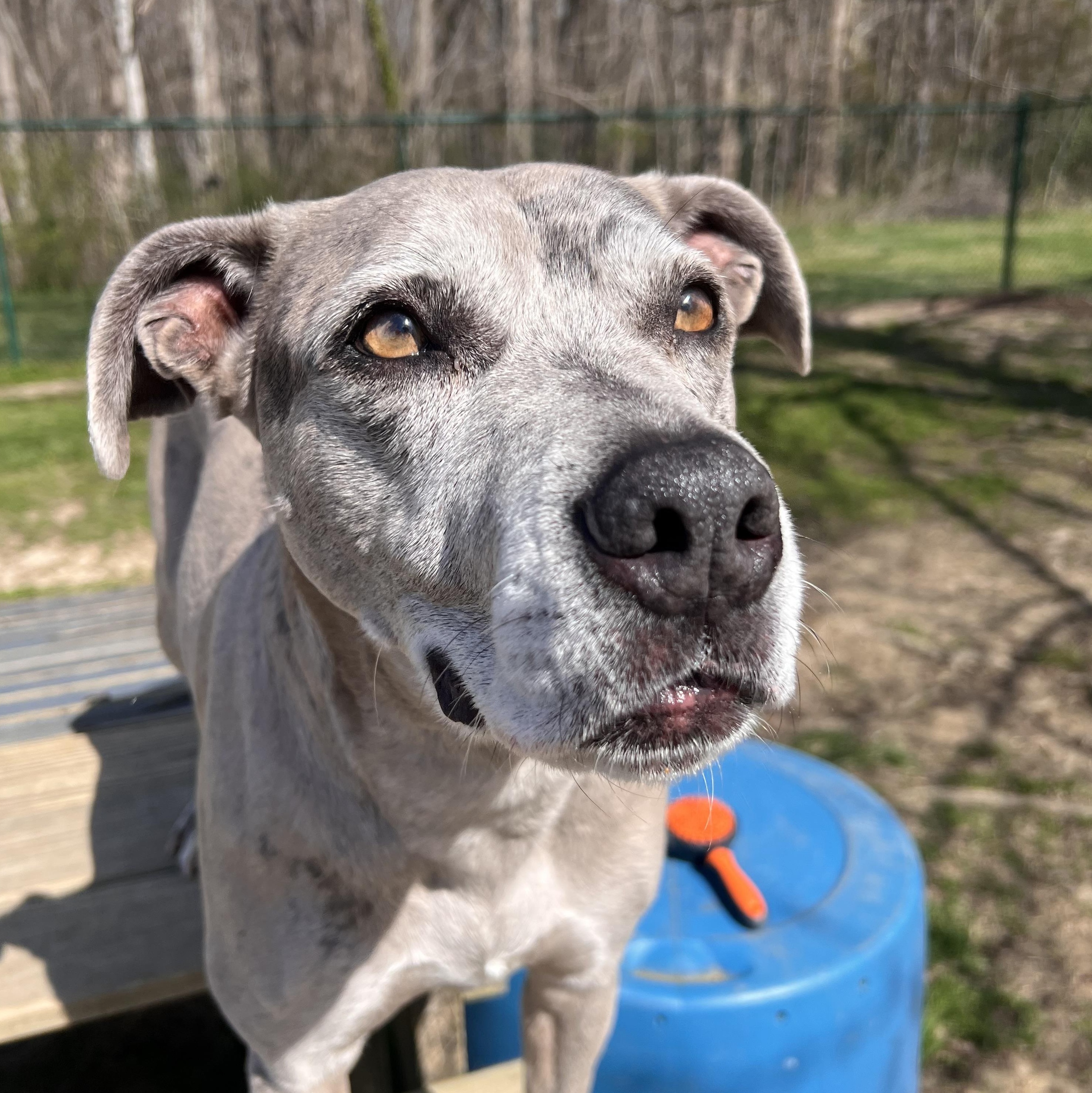 Scarlett, a Adoptable mixed breed in Saluda, VA image 2/4