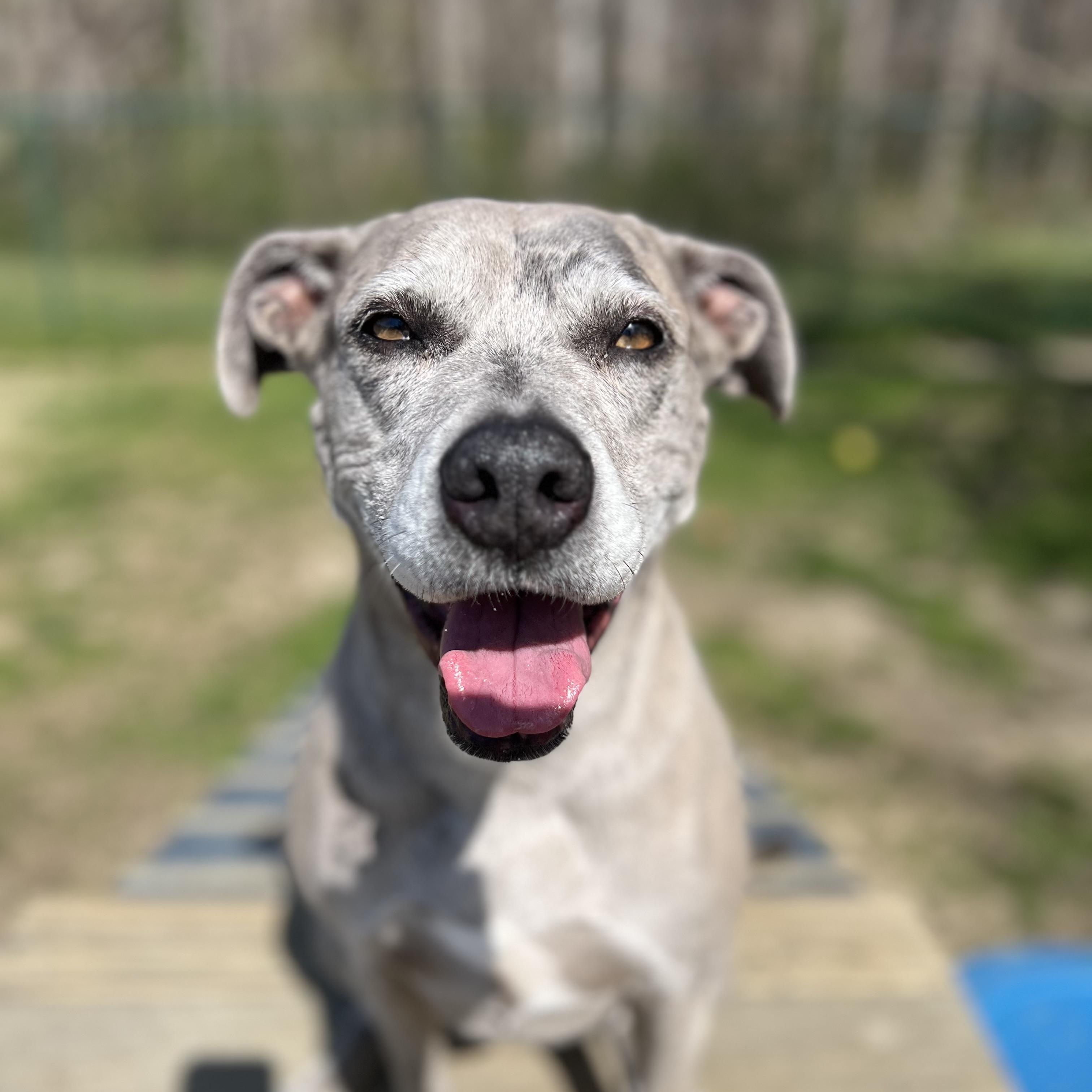 Scarlett, a Adoptable mixed breed in Saluda, VA image 3/4