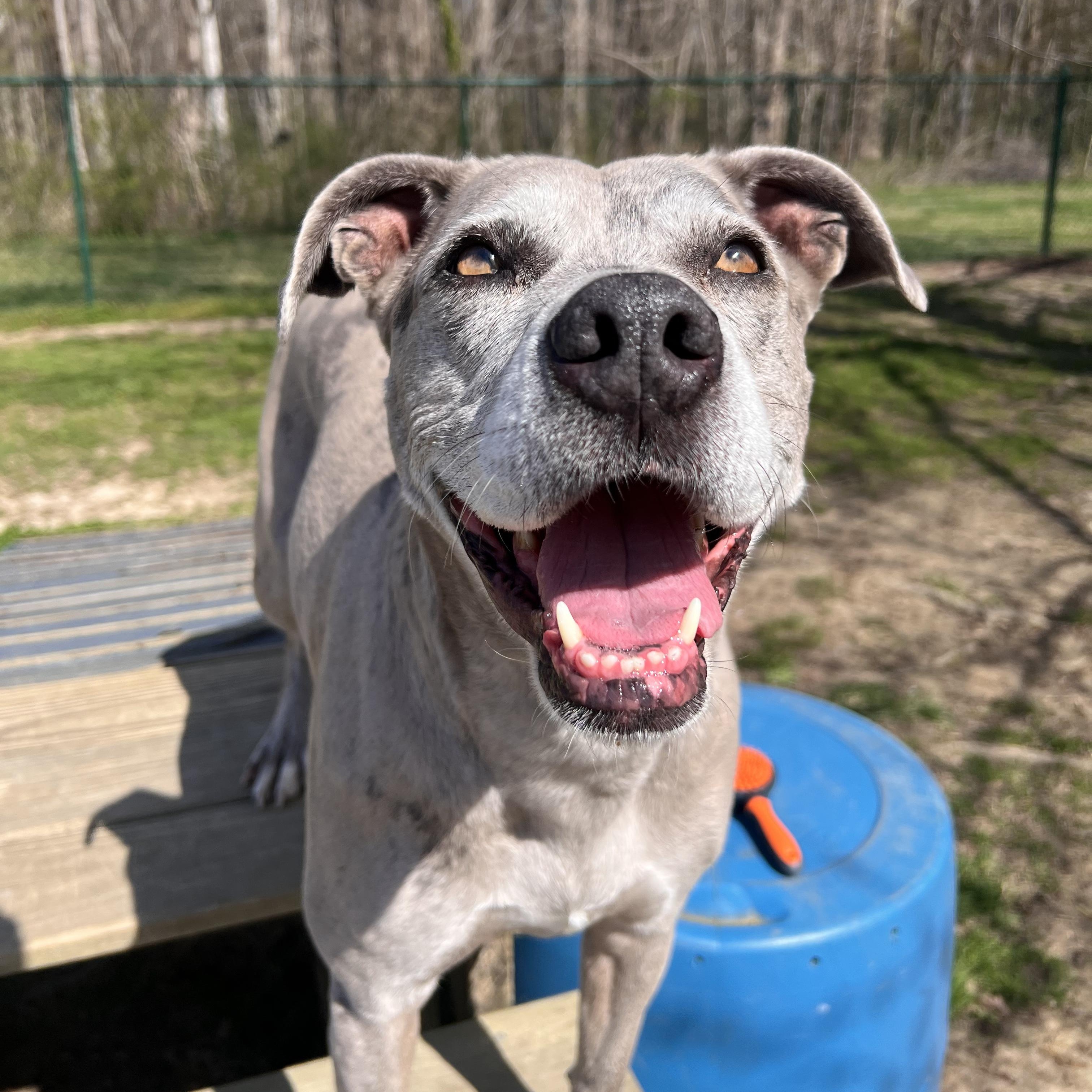Scarlett, a Adoptable mixed breed in Saluda, VA image 1/4