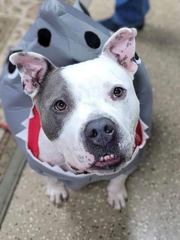 Blu, Adoptable, Adult Male Staffordshire Bull Terrier.