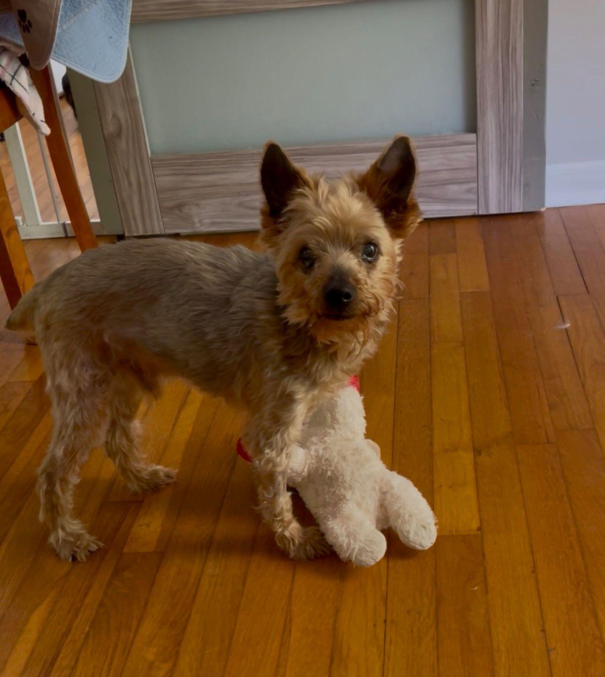 Georgie - ADORABLE Senior Terrier!