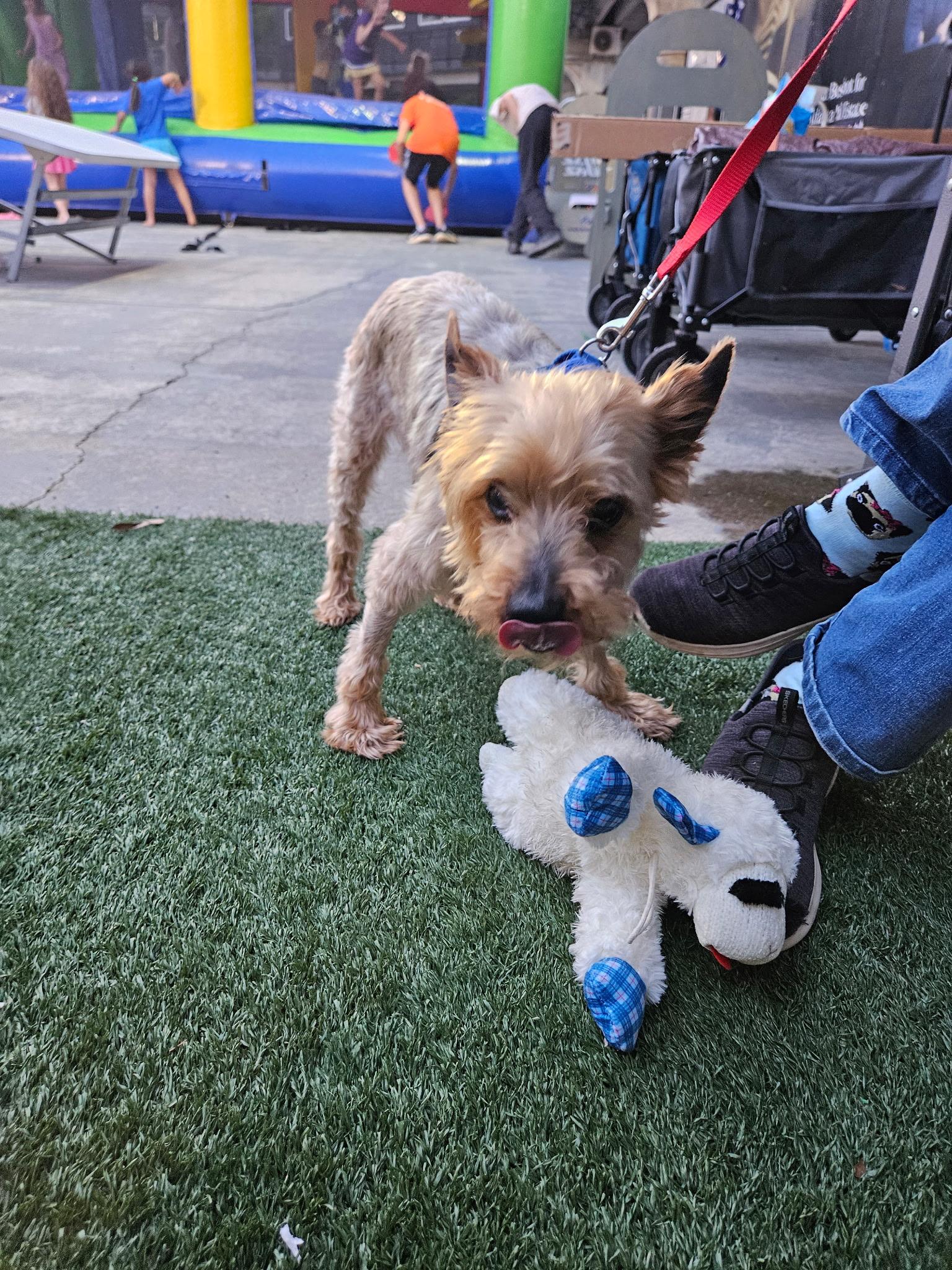 Enlarge Georgie - ADORABLE Senior Terrier!, a Adoptable mixed breed in Buford, GA image 4/6
