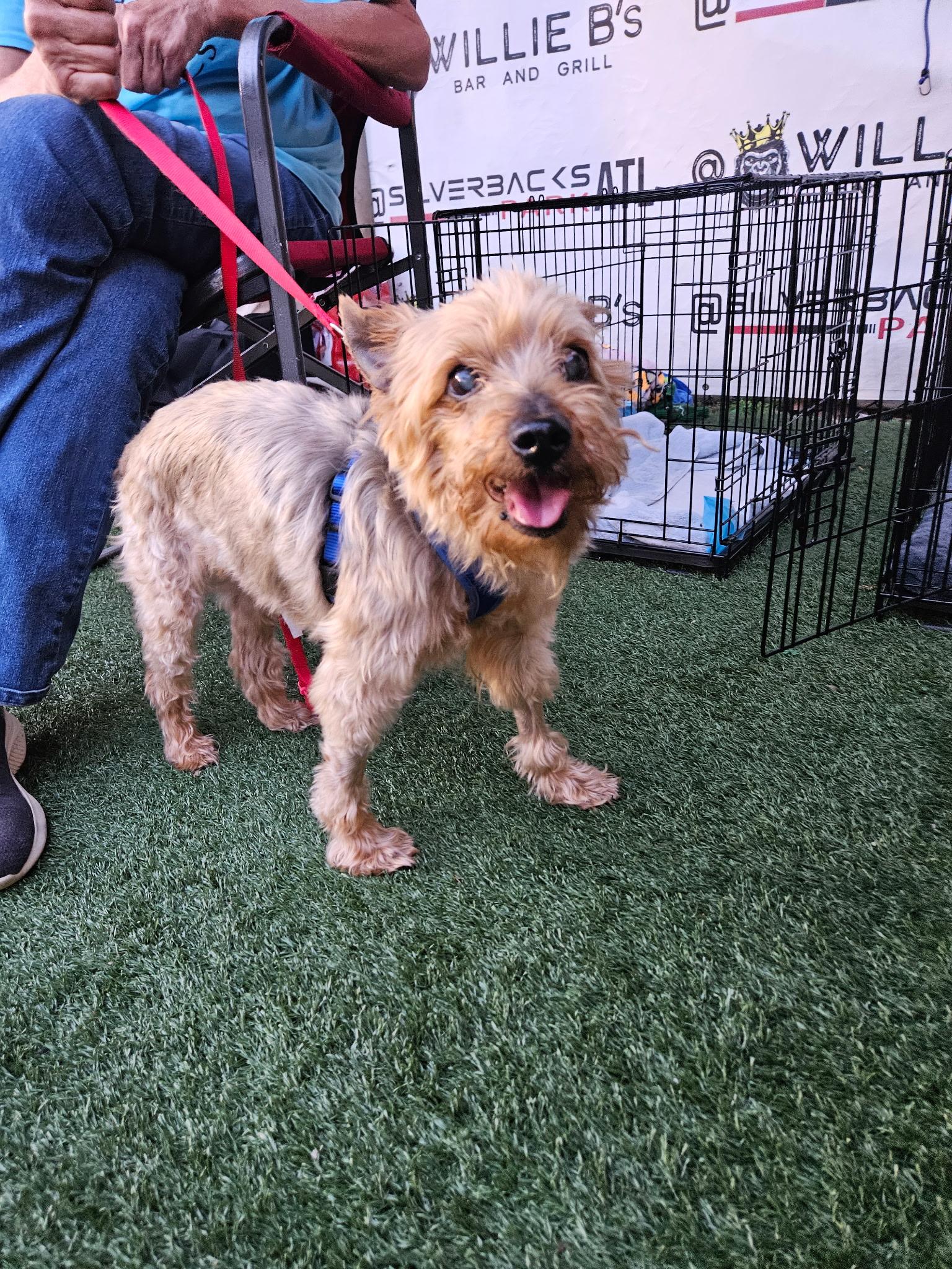 Georgie - ADORABLE Senior Terrier!