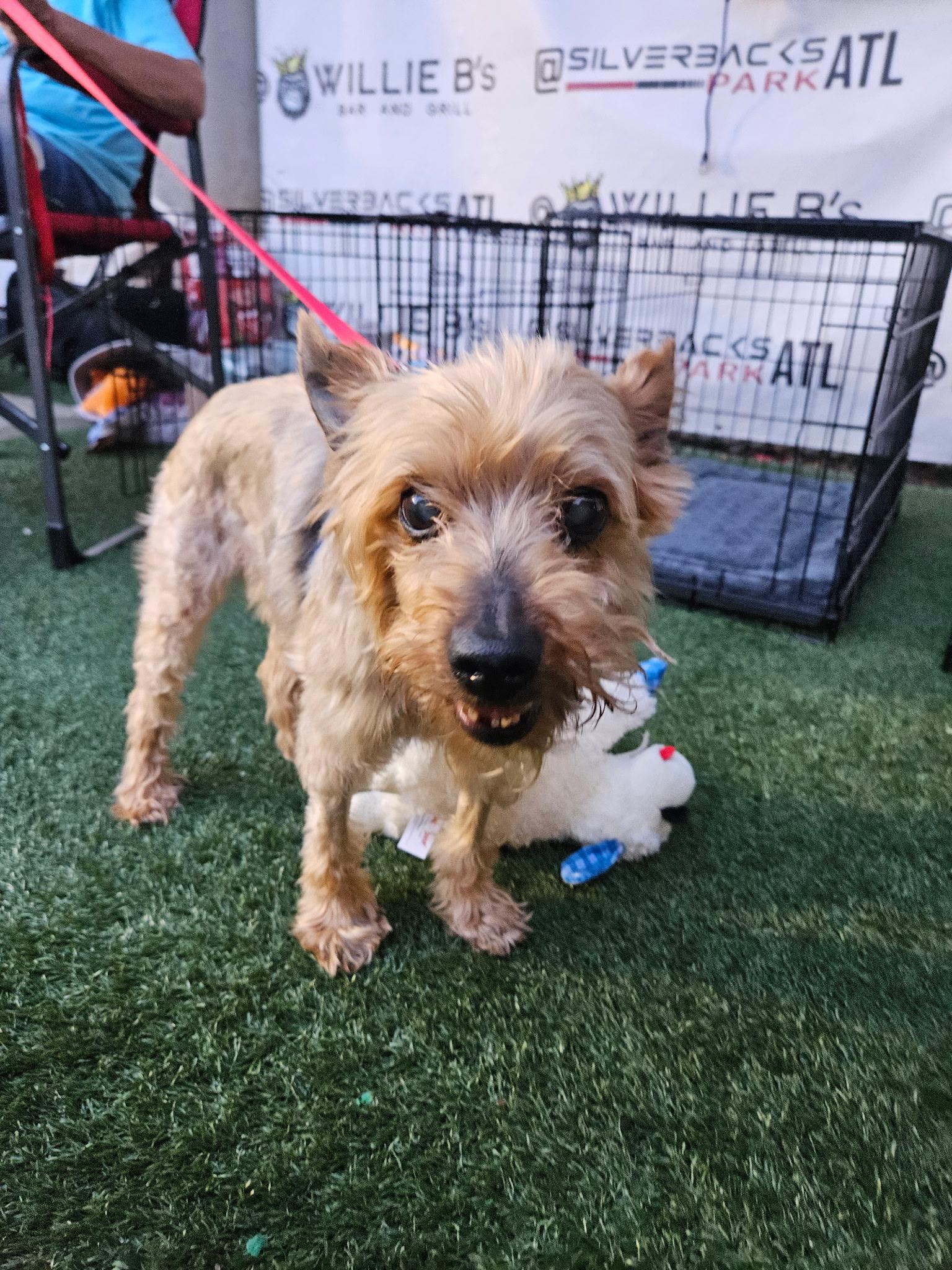 Georgie - ADORABLE Senior Terrier!