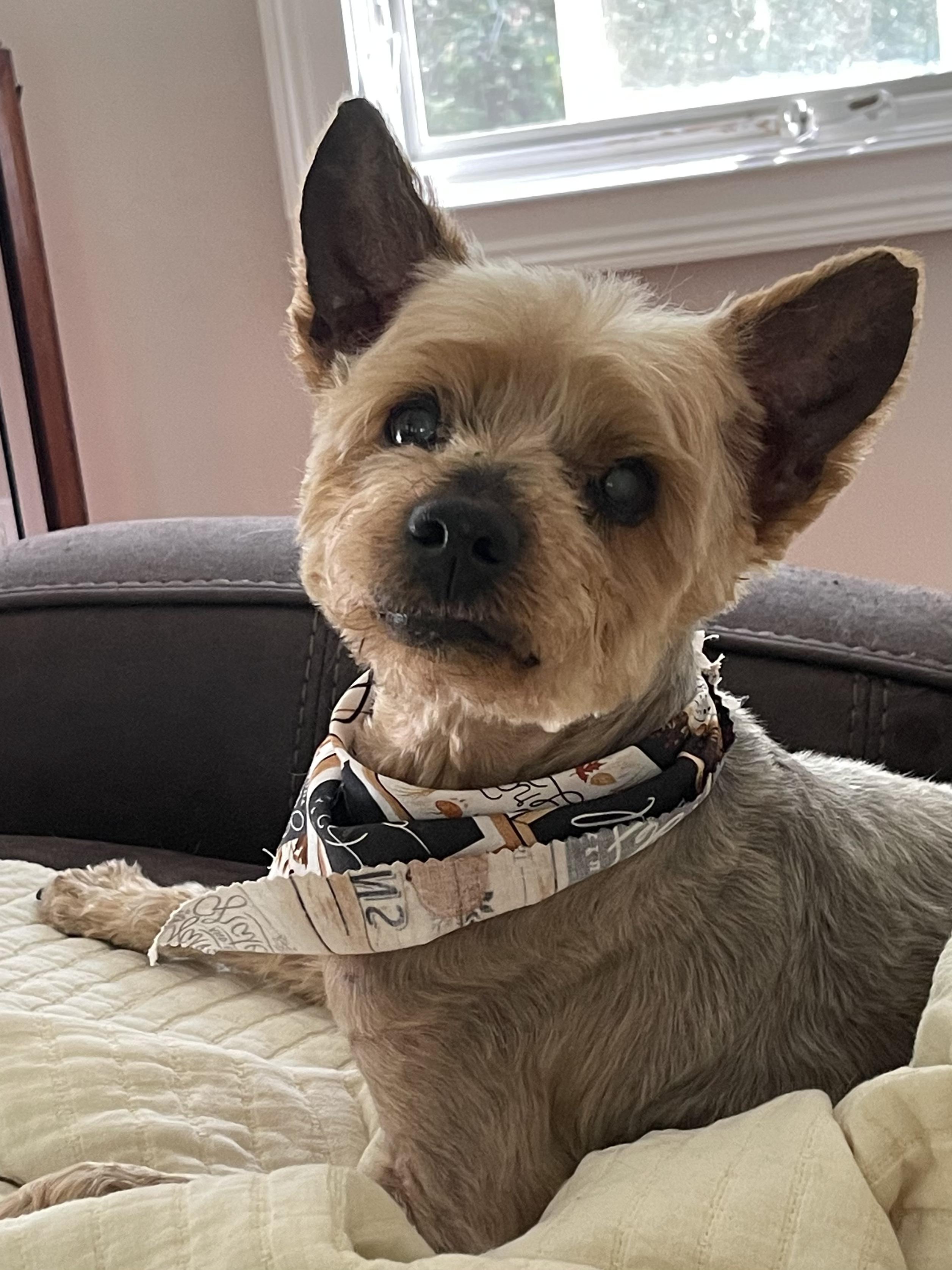 Georgie - ADORABLE Senior Terrier!, Adoptable, Senior Male Silky Terrier & Yorkshire Terrier.
