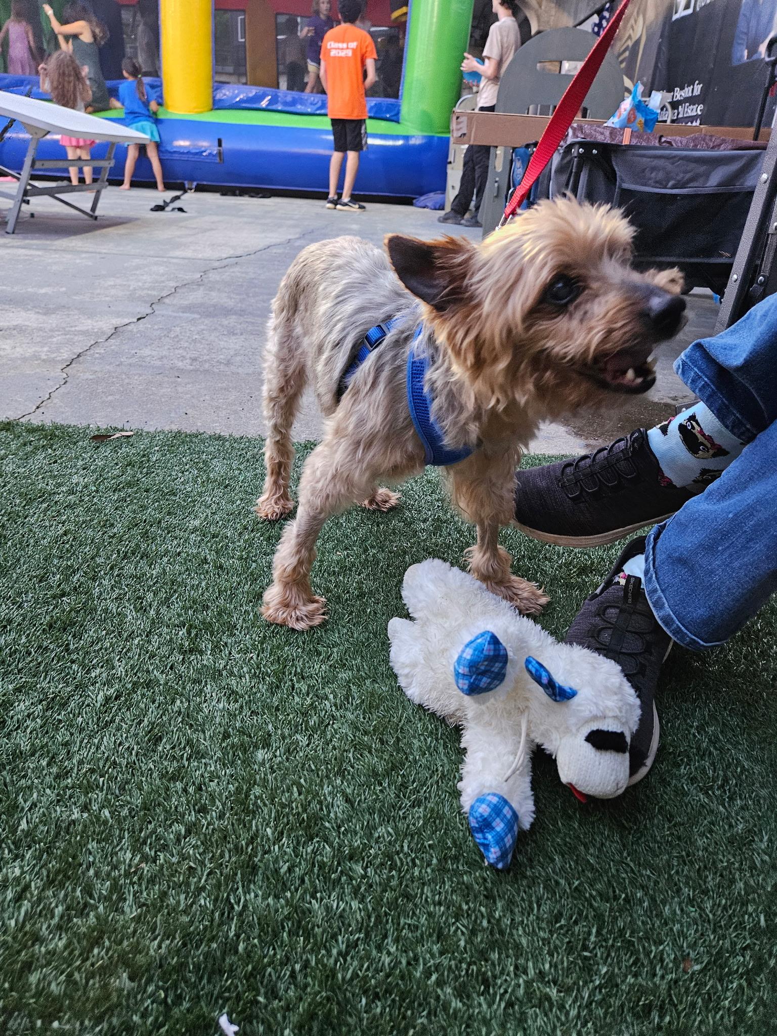 Enlarge Georgie - ADORABLE Senior Terrier!, a Adoptable mixed breed in Buford, GA image 6/6