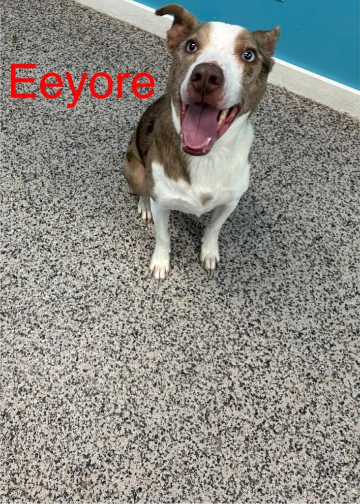 Eeyore, Adoptable, Adult Male Catahoula Leopard Dog.
