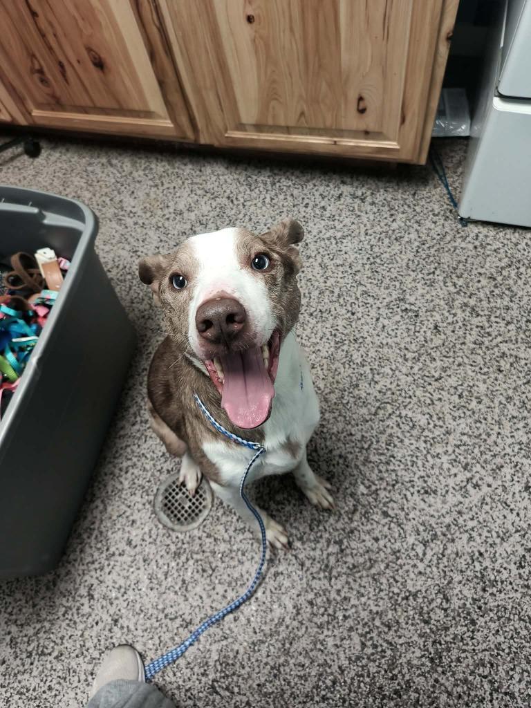 Enlarge Eeyore, a Adoptable Catahoula Leopard Dog in Kendallville, IN image 2/3