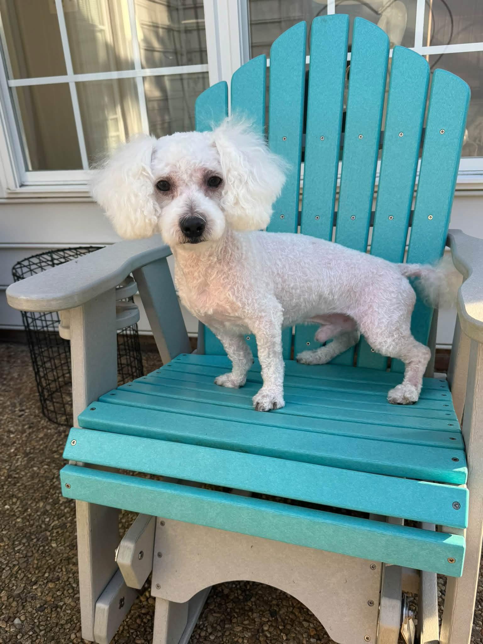 Princeton, Adoptable, Adult Male Bichon Frise.