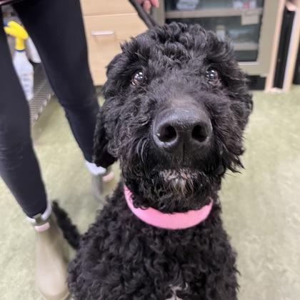 Enlarge Mimi, an adopted mixed breed in Dubuque, IA image 2/2