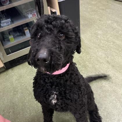 Mimi, adopted, Adult Female Mixed Breed.