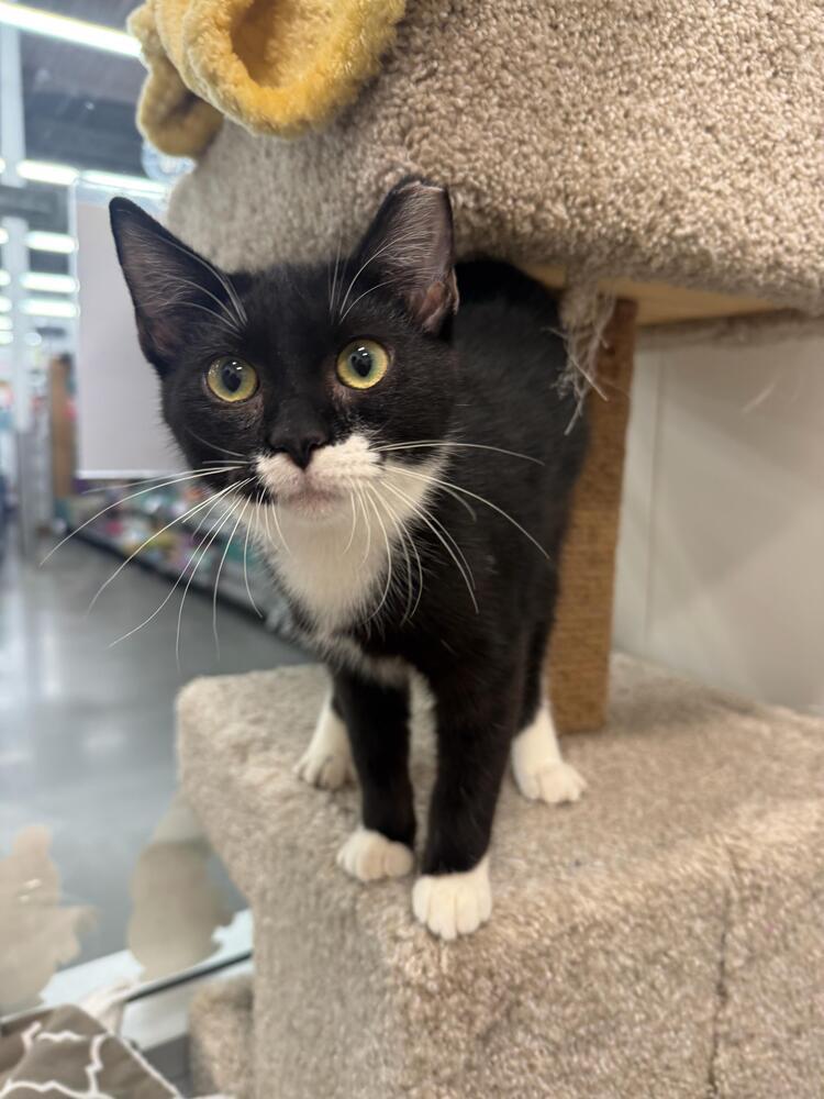 Kisses, Adoptable, Kitten Female Domestic Short Hair.