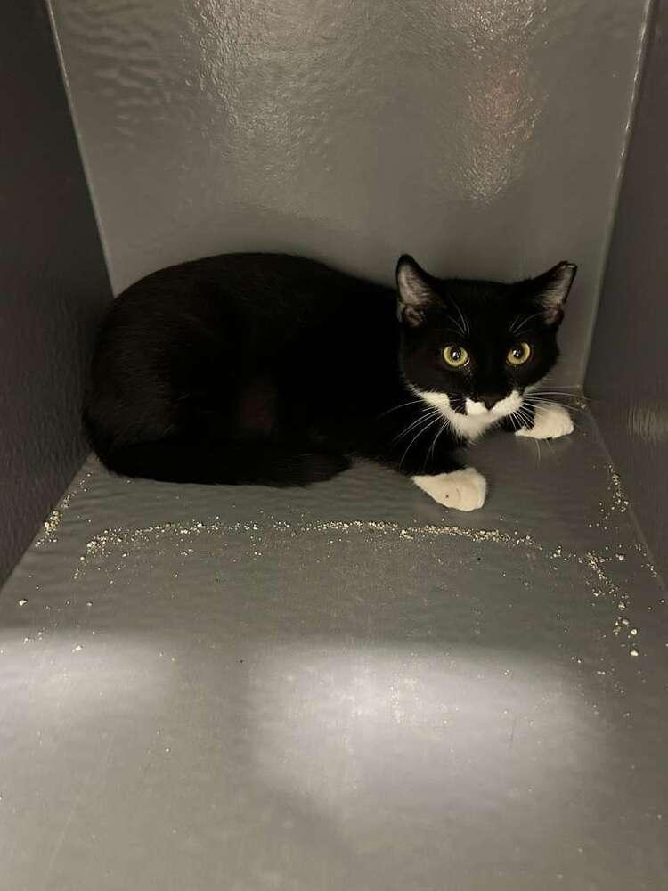 Enlarge Kisses, a Adoptable Domestic Short Hair in Orlando, FL image 2/6