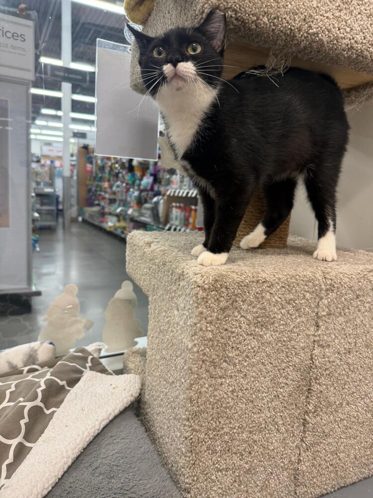 Enlarge Kisses, a Adoptable Domestic Short Hair in Orlando, FL image 6/6