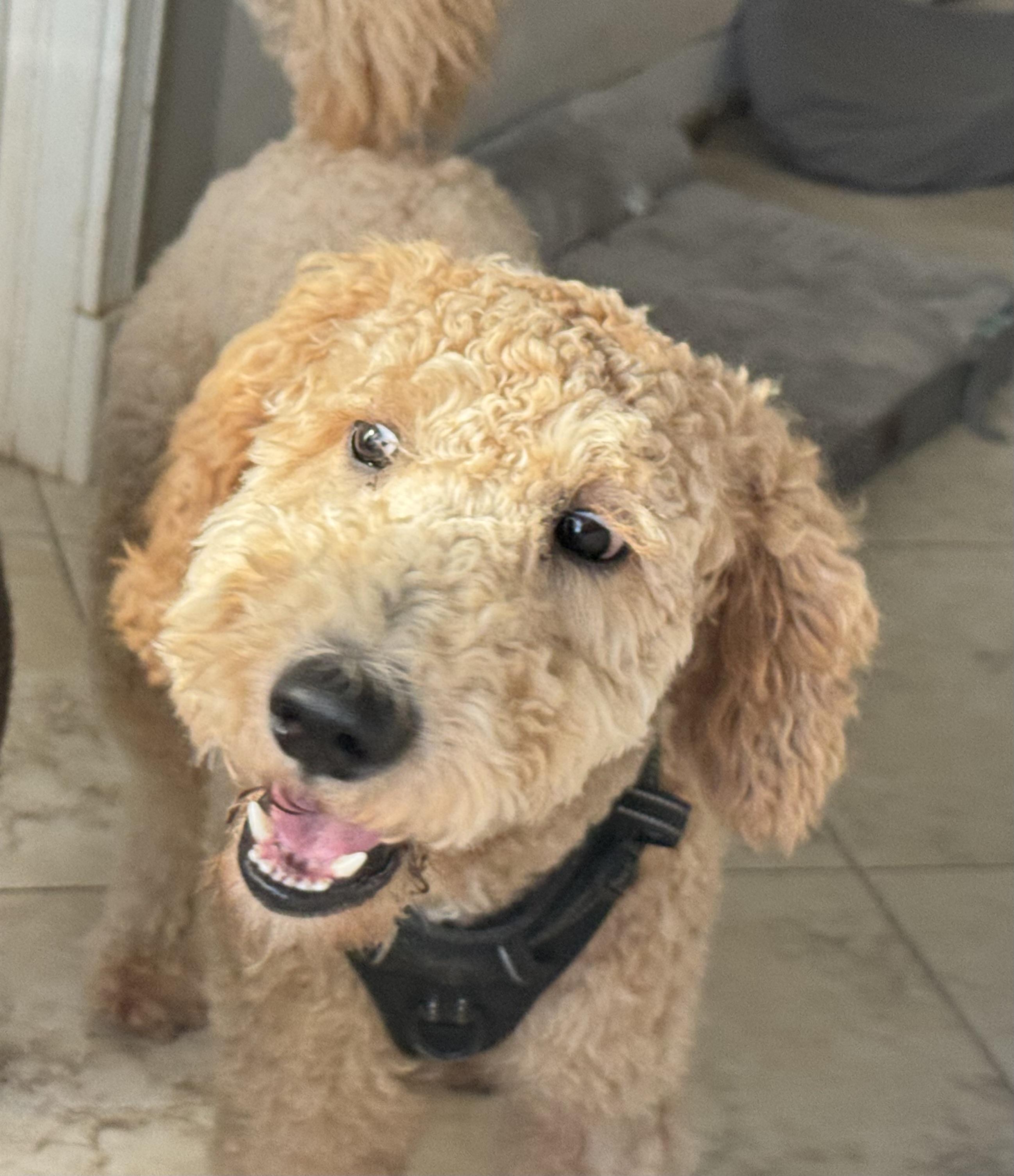 Crypto , ADOPTABLE, Puppy Male Goldendoodle.