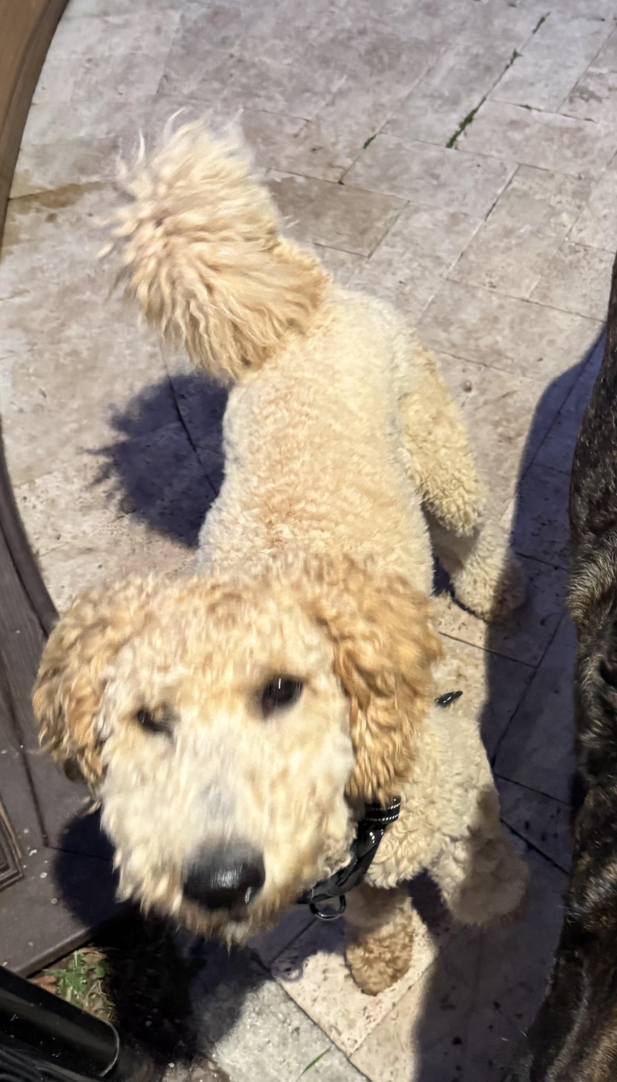 Enlarge Crypto , a ADOPTABLE Goldendoodle in Lake Worth, FL image 2/5