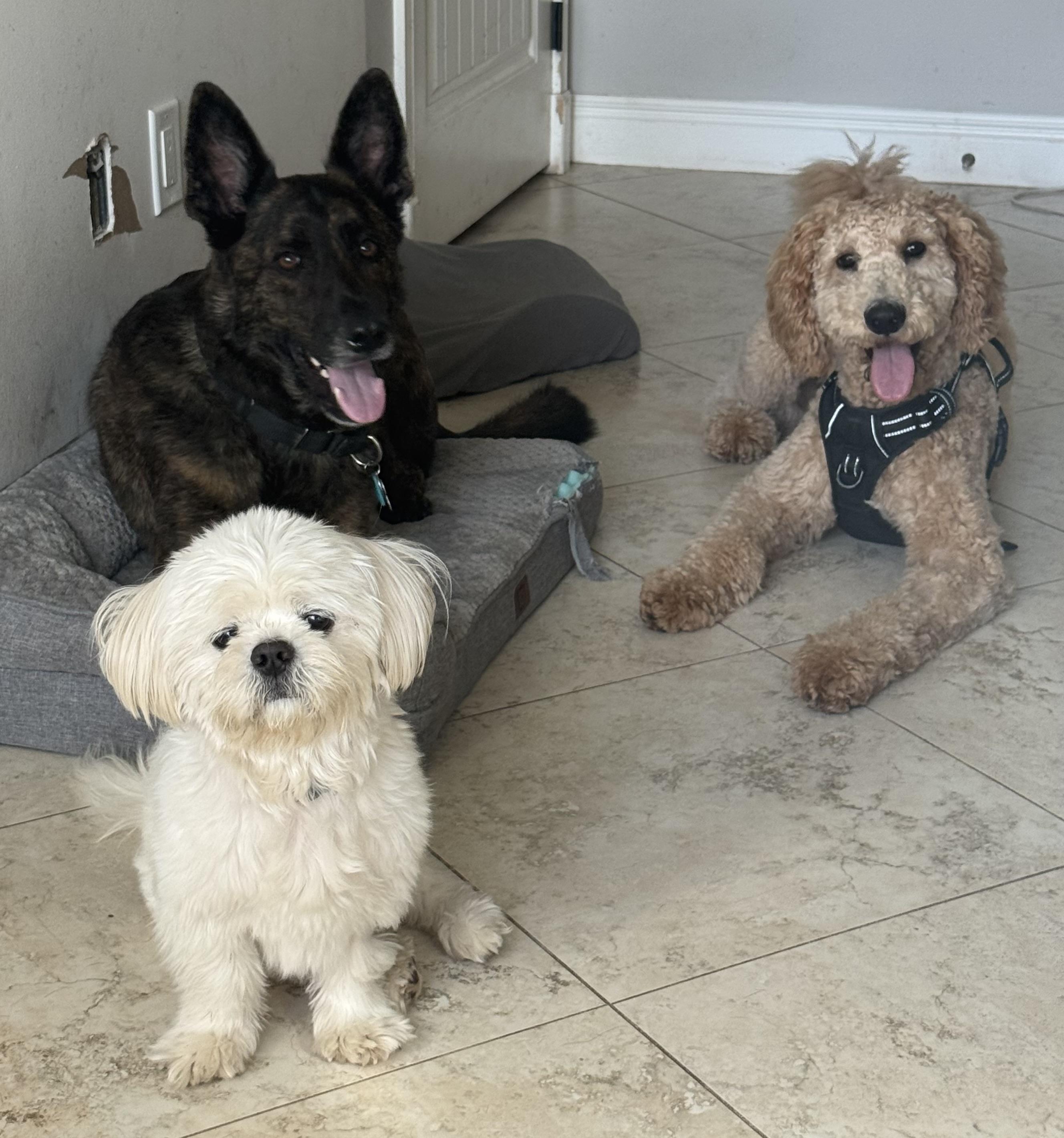 Enlarge Crypto , a ADOPTABLE Goldendoodle in Lake Worth, FL image 3/5
