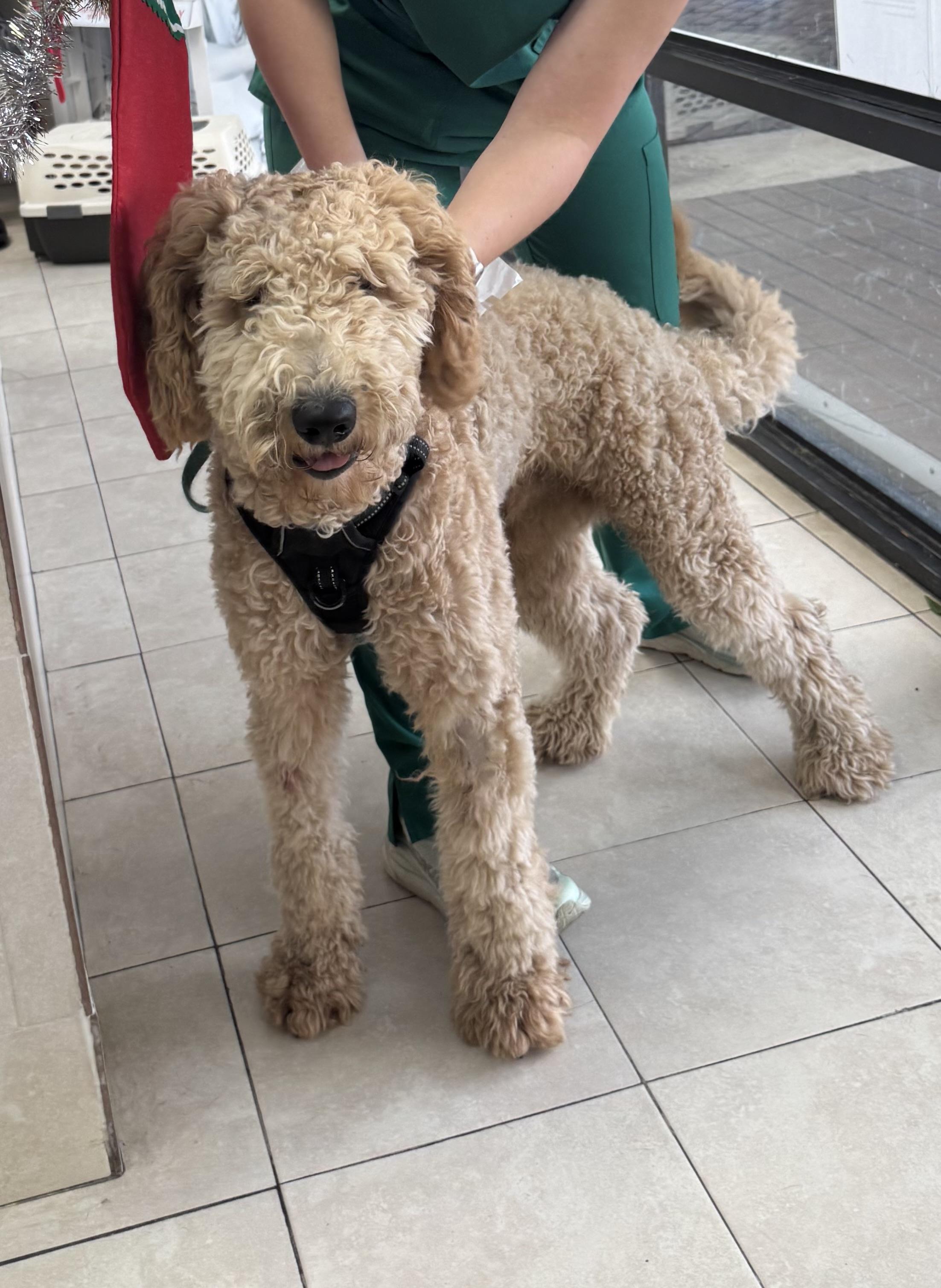 Enlarge Crypto , a ADOPTABLE Goldendoodle in Lake Worth, FL image 4/5