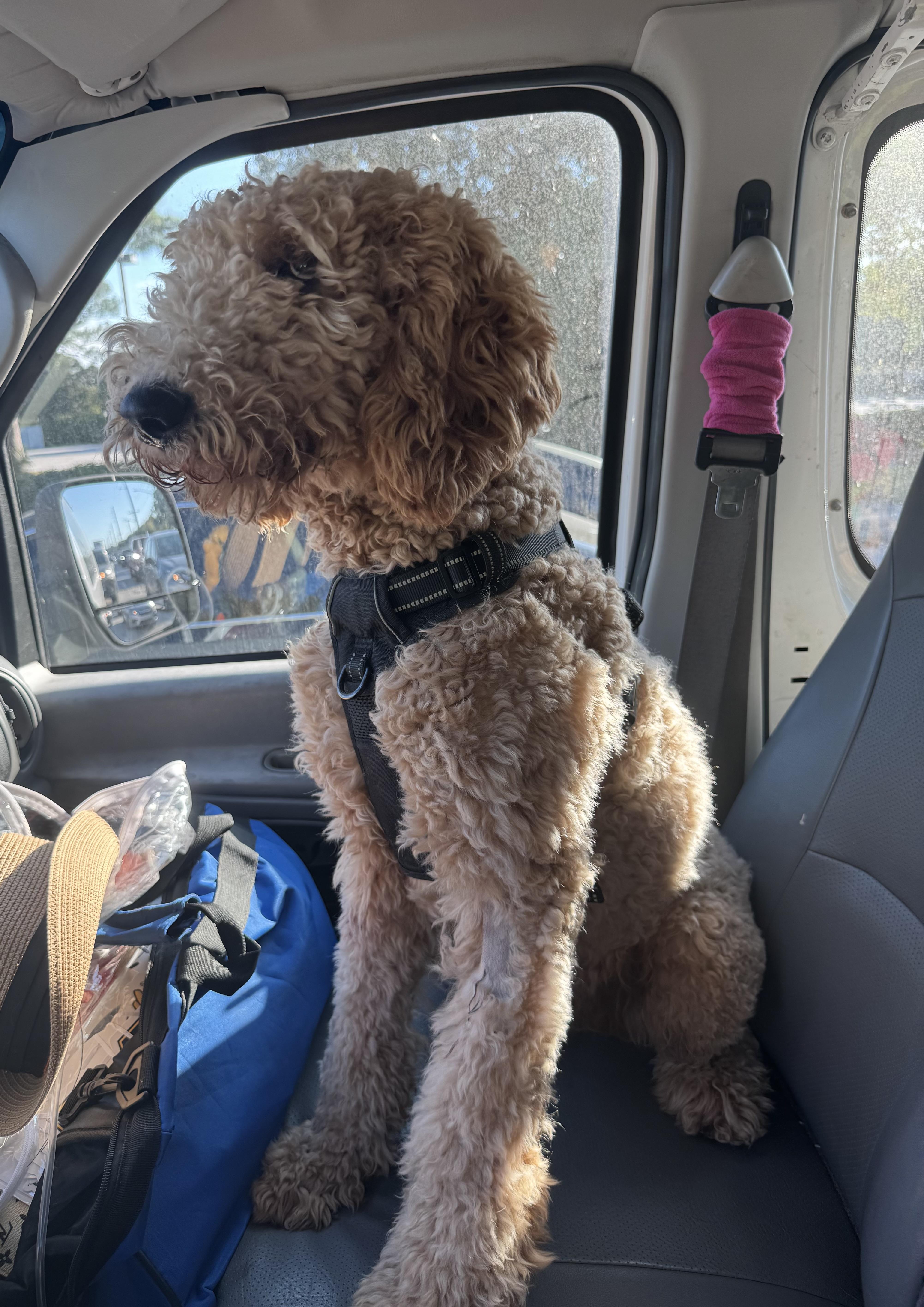 Enlarge Crypto , a ADOPTABLE Goldendoodle in Lake Worth, FL image 5/5