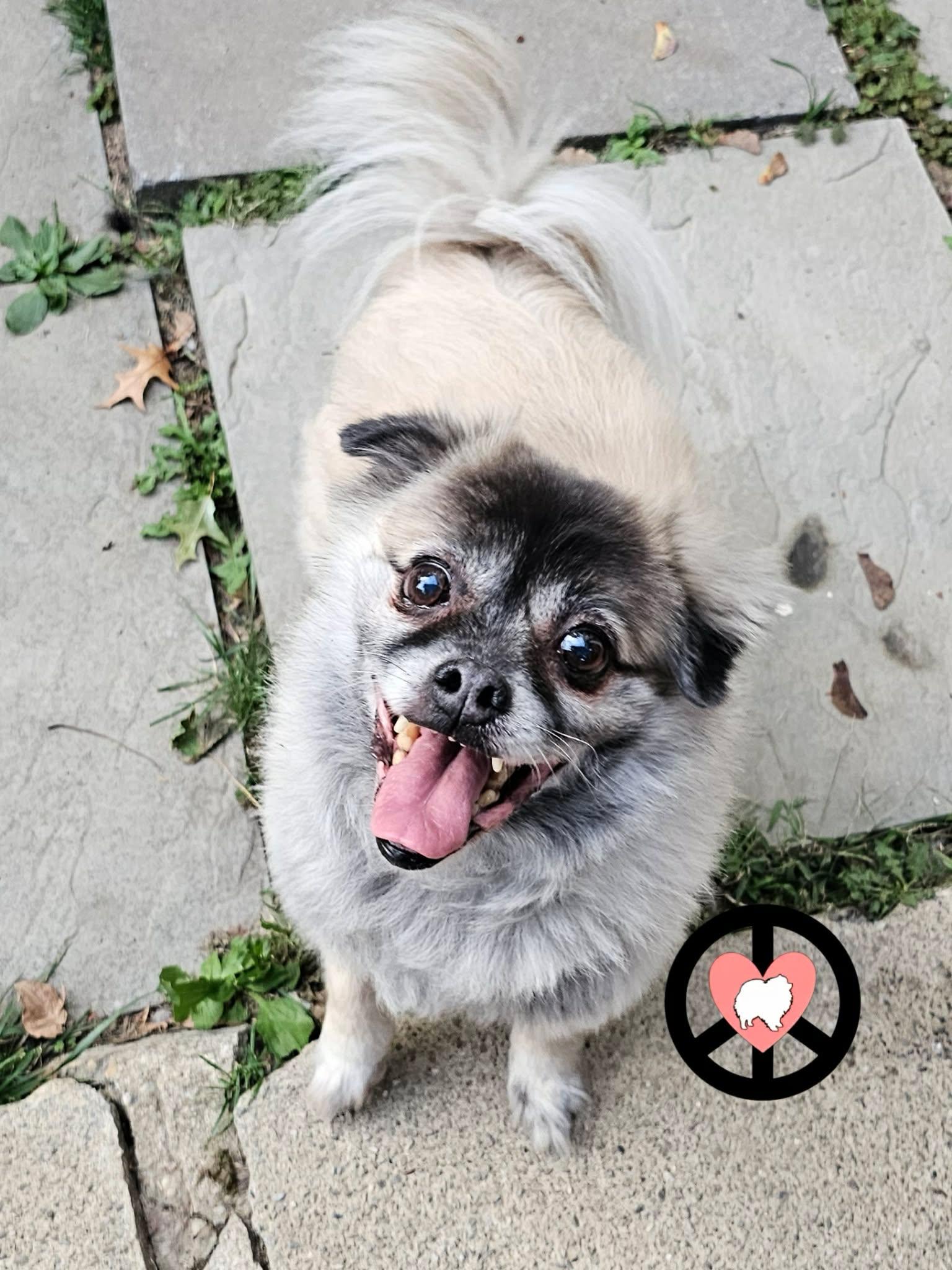 Enlarge Bahama, a Adoptable mixed breed in Lebanon, PA image 3/3