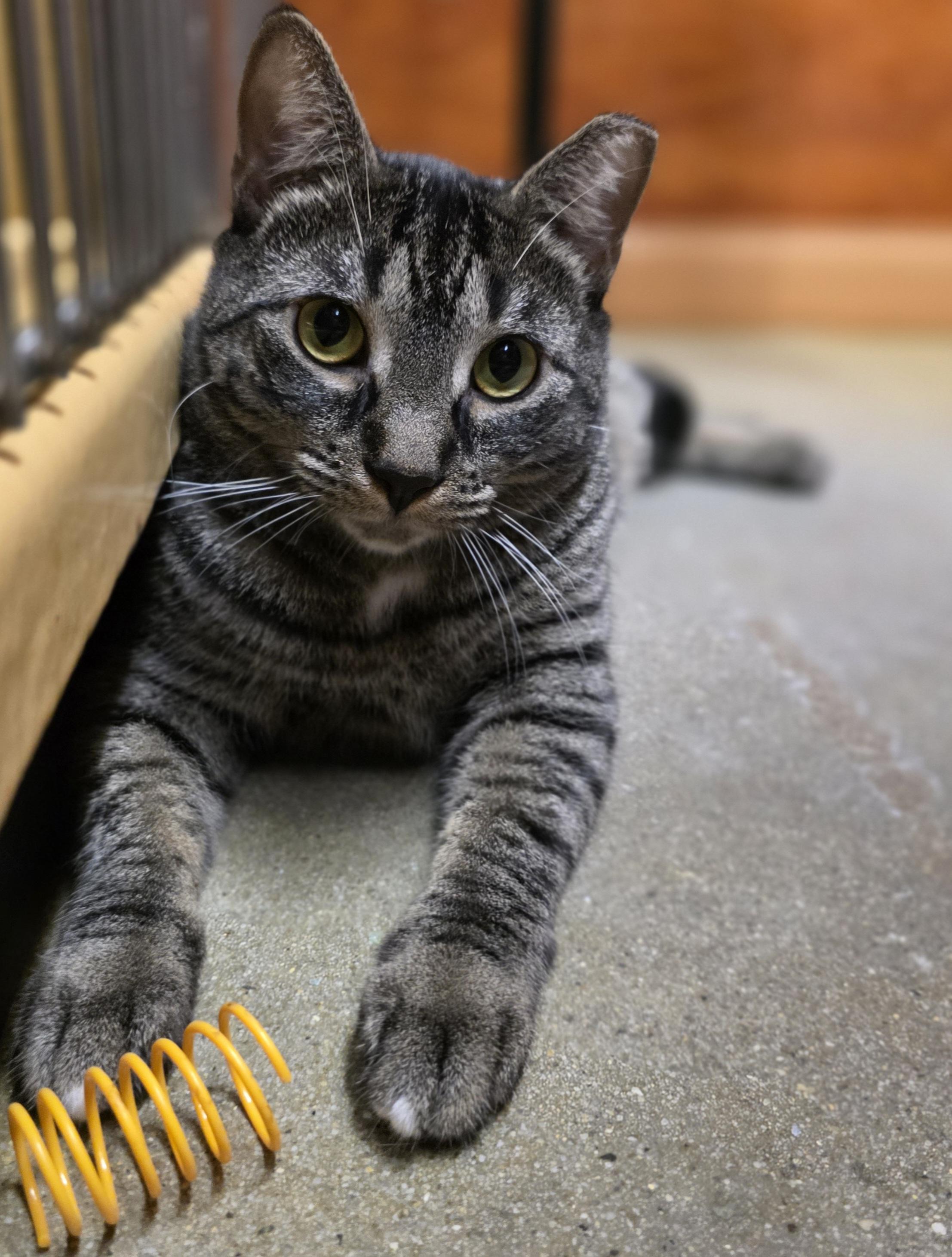 Meet Sweet Sedona @ North Bergen NJ PetSmart, a Adoptable Domestic Short Hair in North Bergen, NJ image 5/6