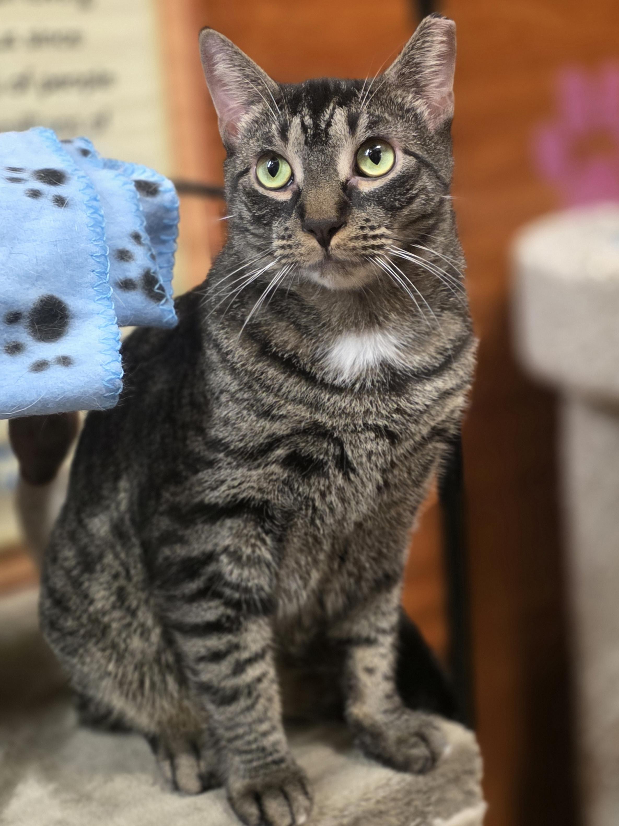 Meet Sweet Sedona @ North Bergen NJ PetSmart, Adoptable, Young Male Domestic Short Hair.