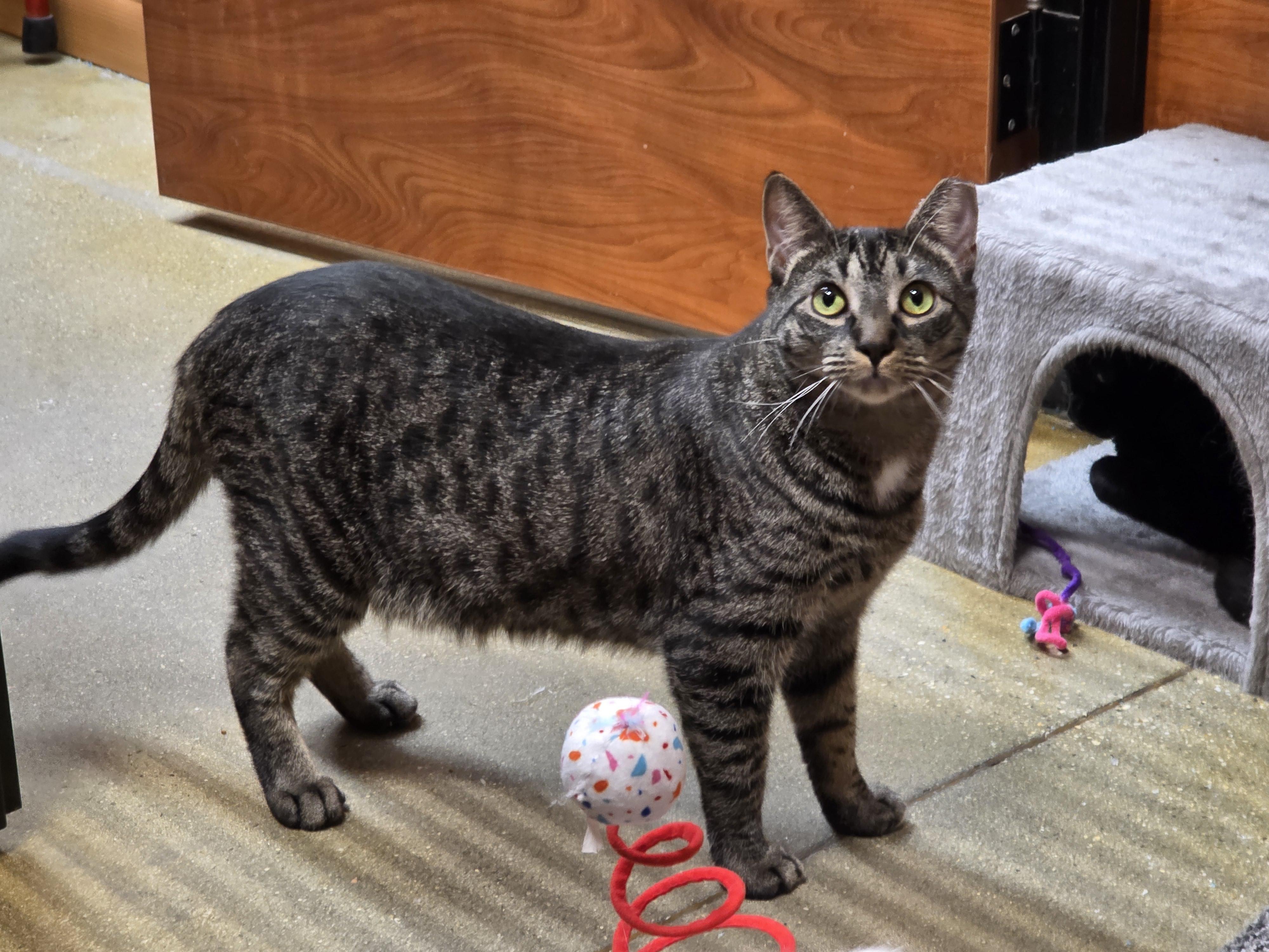 Meet Sweet Sedona @ North Bergen NJ PetSmart, a Adoptable Domestic Short Hair in North Bergen, NJ image 6/6