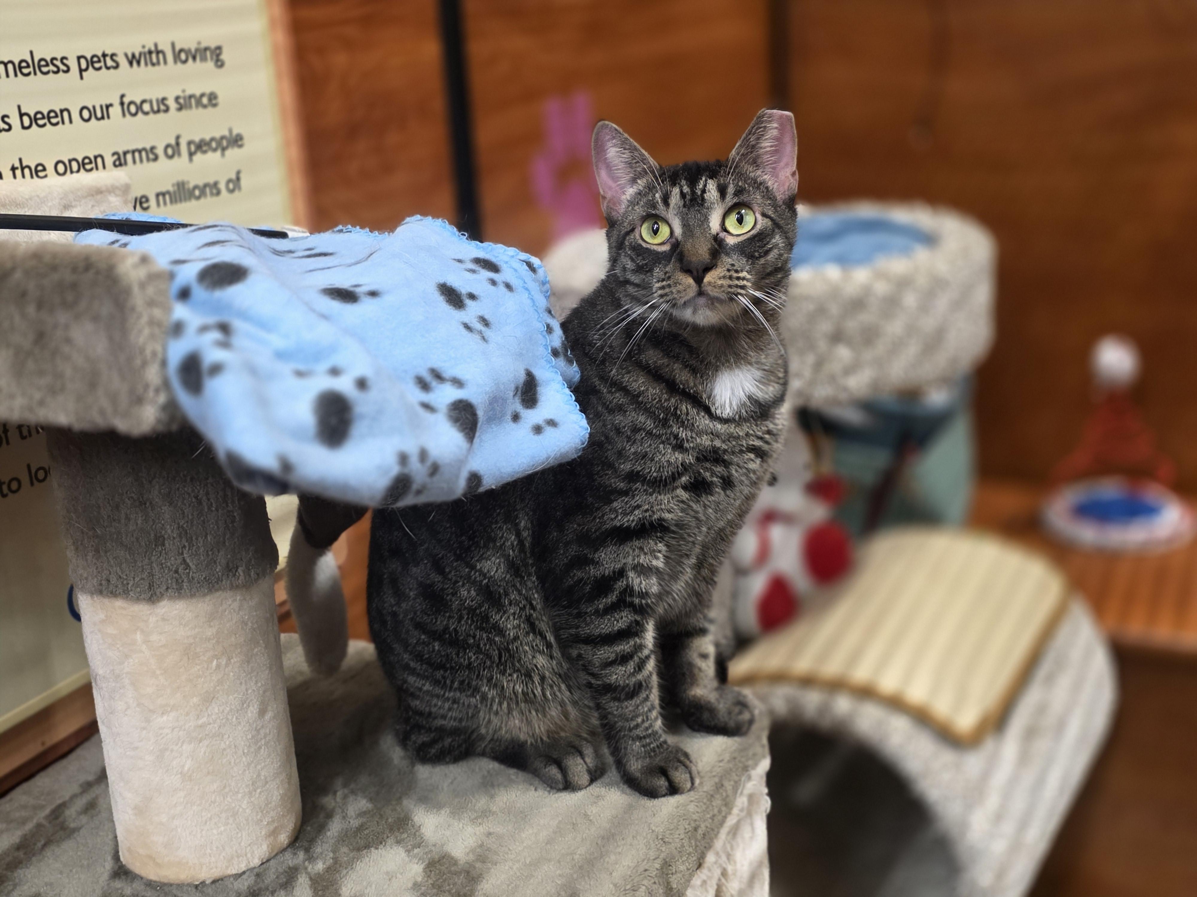 Meet Sweet Sedona @ North Bergen NJ PetSmart, a Adoptable Domestic Short Hair in North Bergen, NJ image 3/6