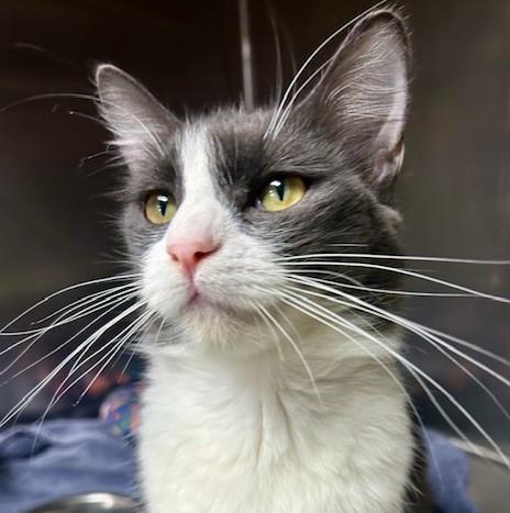 Enlarge Pixie, an adopted Domestic Short Hair in Canoga Park, CA image 1/2