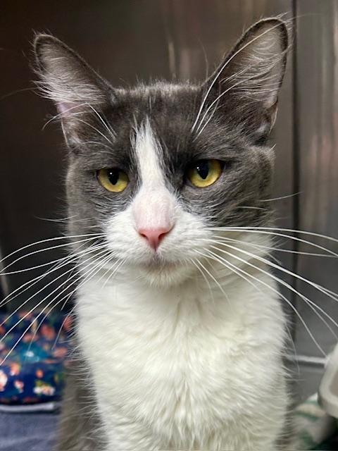 Enlarge Pixie, an adopted Domestic Short Hair in Canoga Park, CA image 2/2