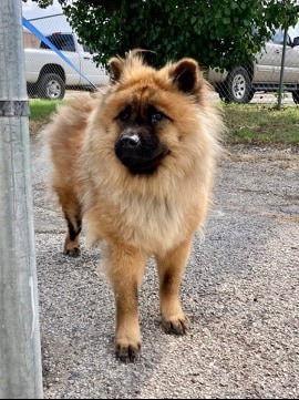 Enlarge Chucky, a Adoptable Chow Chow in San Antonio, TX image 1/3