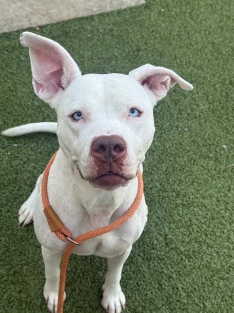 Enlarge SHAKIRA, a Adoptable American Bulldog in Fayetteville, NC image 1/1