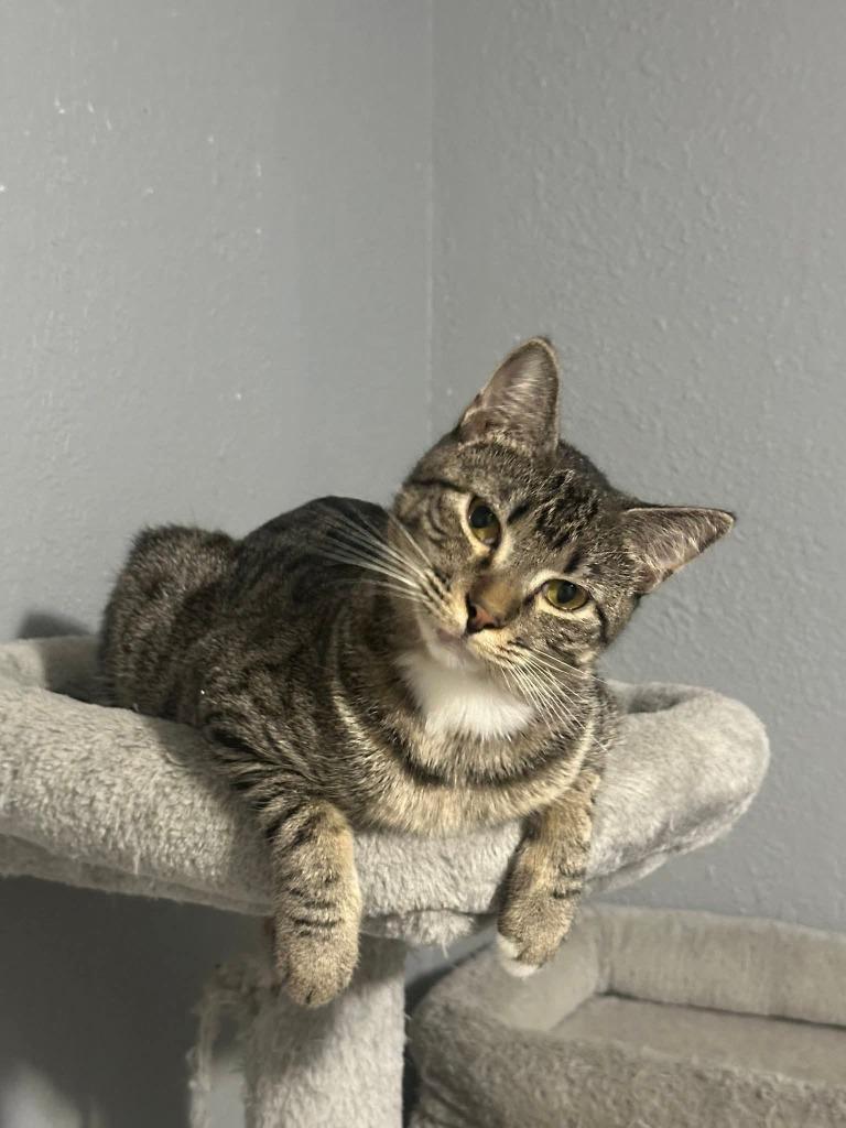 Sassy, a Adoptable mixed breed in Miami, OK image 1/3