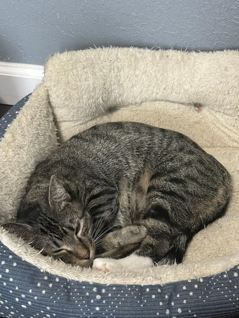 Sassy, a Adoptable mixed breed in Miami, OK image 2/3