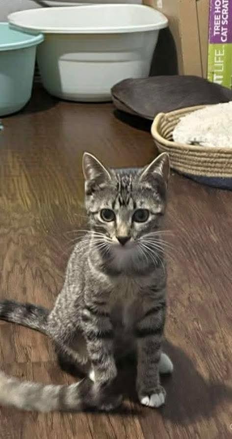 Sassy, Adoptable, Young Female Domestic Short Hair.