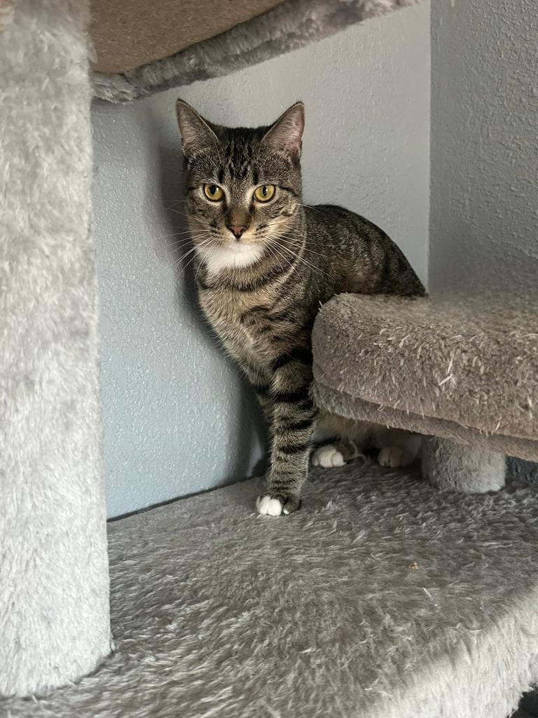 Sassy, a Adoptable mixed breed in Miami, OK image 3/3