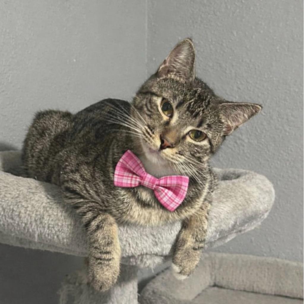 Sassy, Adoptable, Young Female Domestic Short Hair.