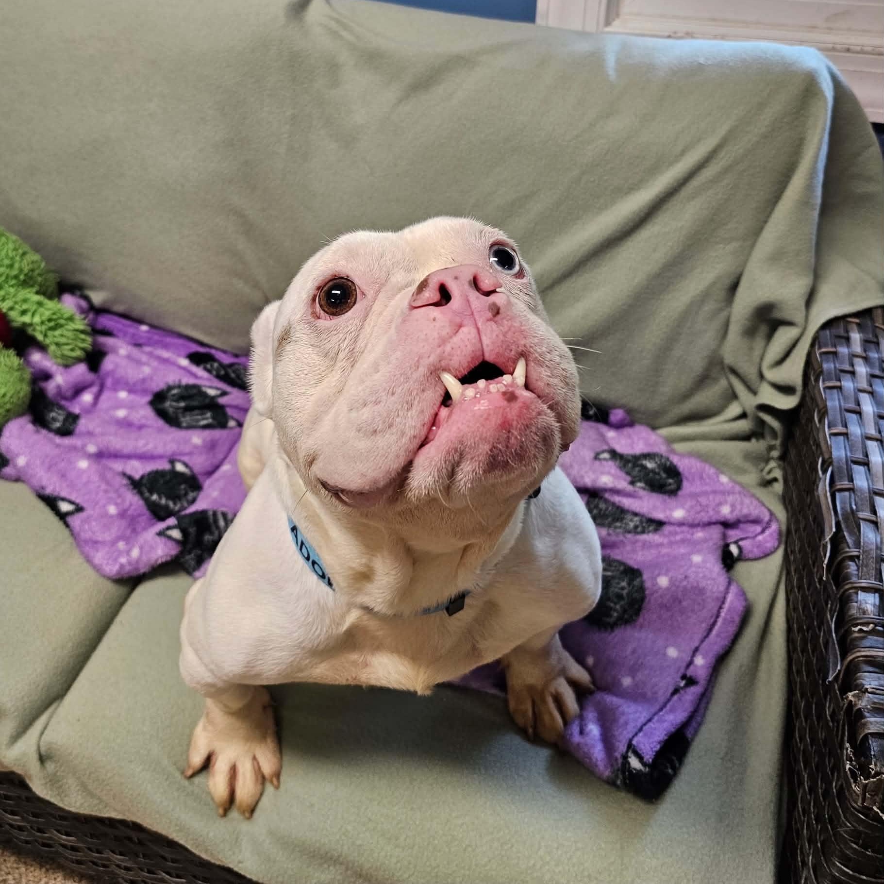 Enlarge Plenty, a Adopted American Bulldog in Sunderland, MD image 5/5
