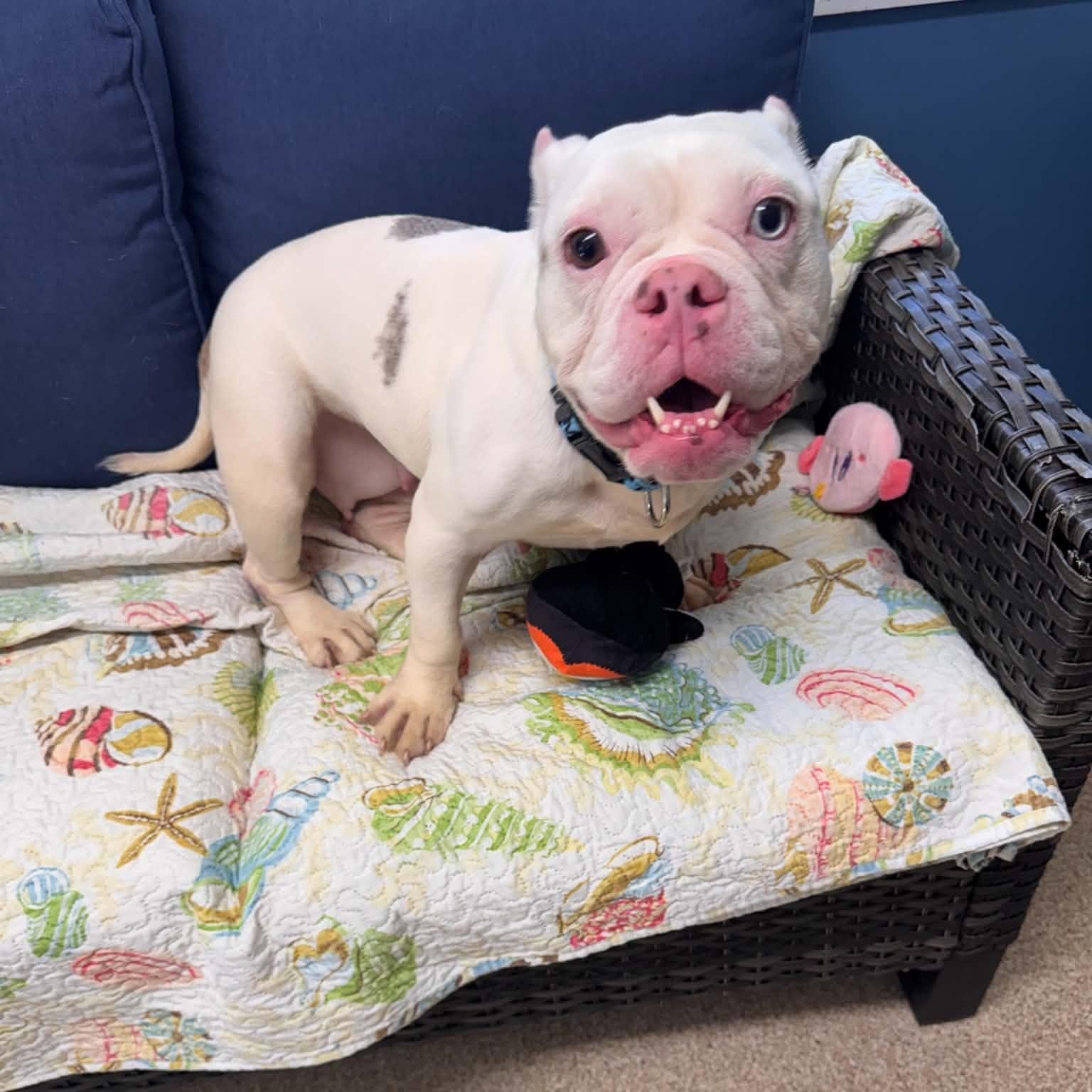 Enlarge Plenty, a Adopted American Bulldog in Sunderland, MD image 3/5