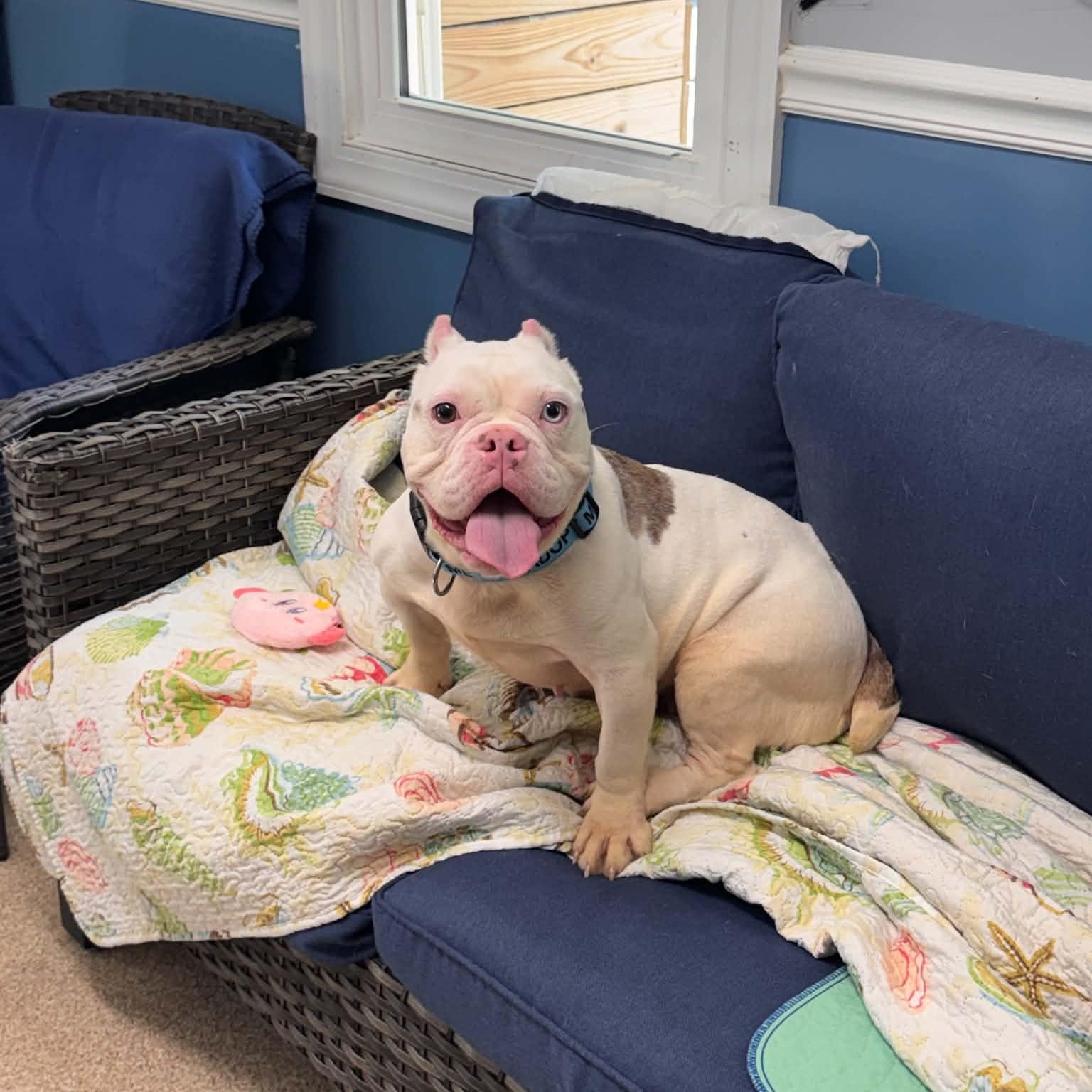 Enlarge Plenty, a Adopted American Bulldog in Sunderland, MD image 1/5