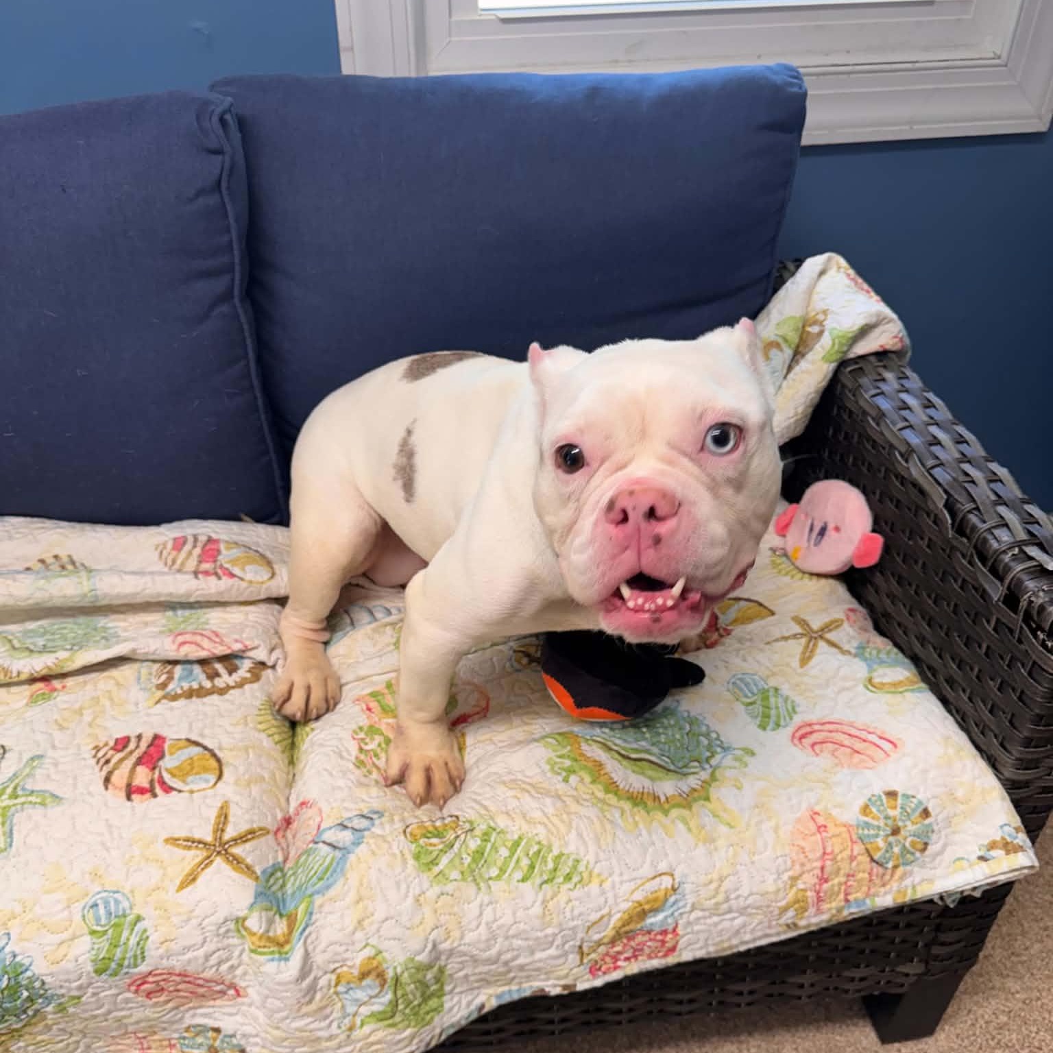 Enlarge Plenty, a Adopted American Bulldog in Sunderland, MD image 2/5