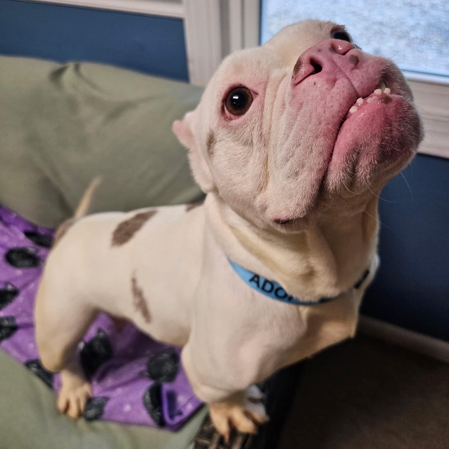 Enlarge Plenty, a Adopted American Bulldog in Sunderland, MD image 4/5
