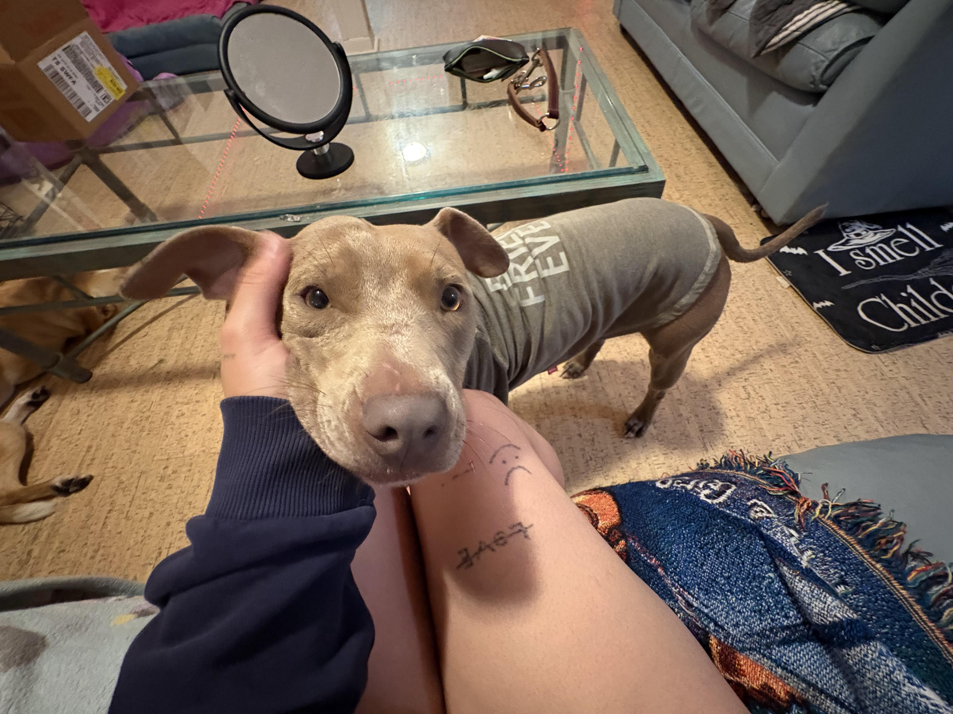 Jenkies, Adoptable, Young Male Pit Bull Terrier & American Staffordshire Terrier.