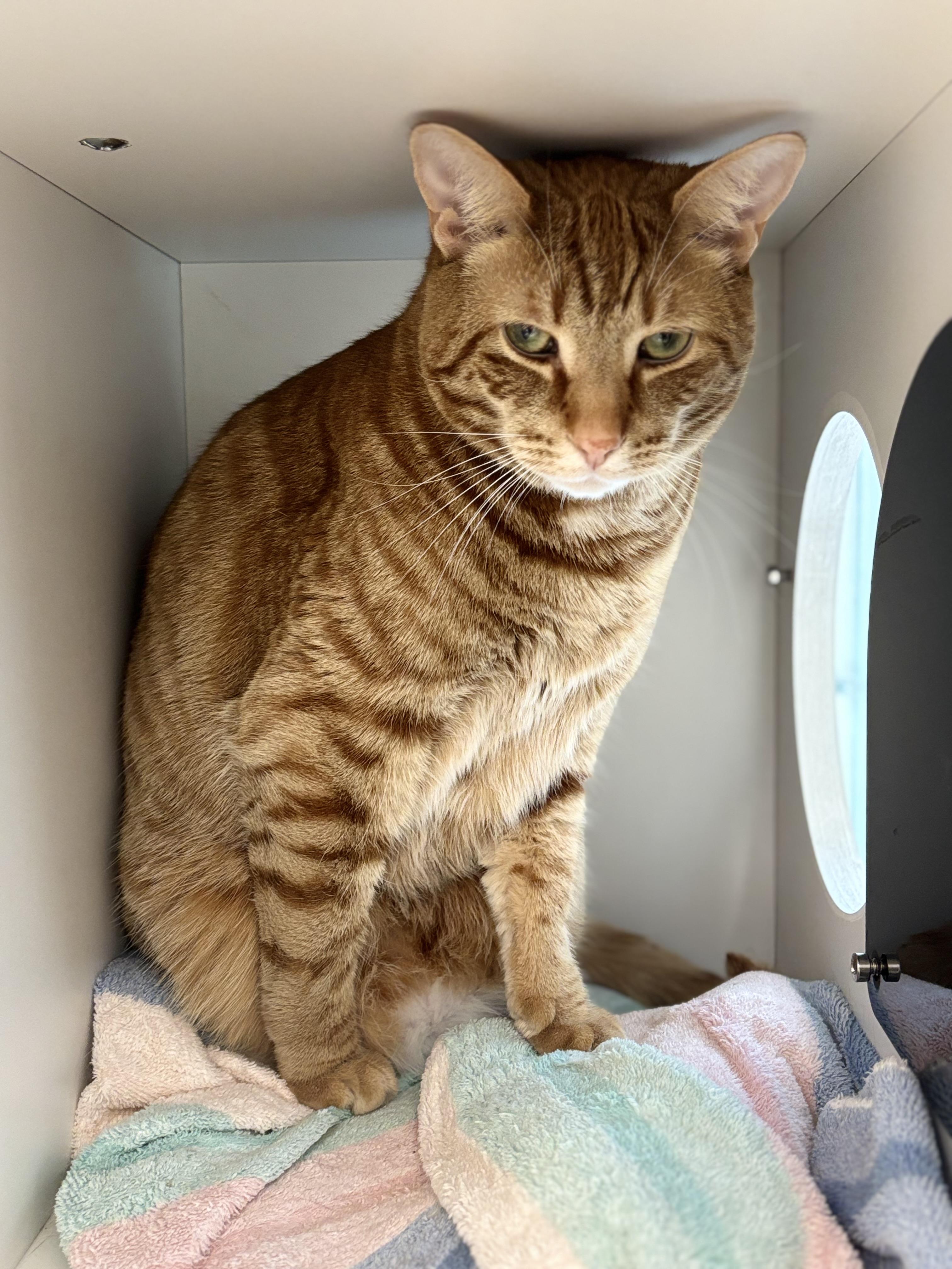 Red, Adoptable, Adult Male Domestic Short Hair.