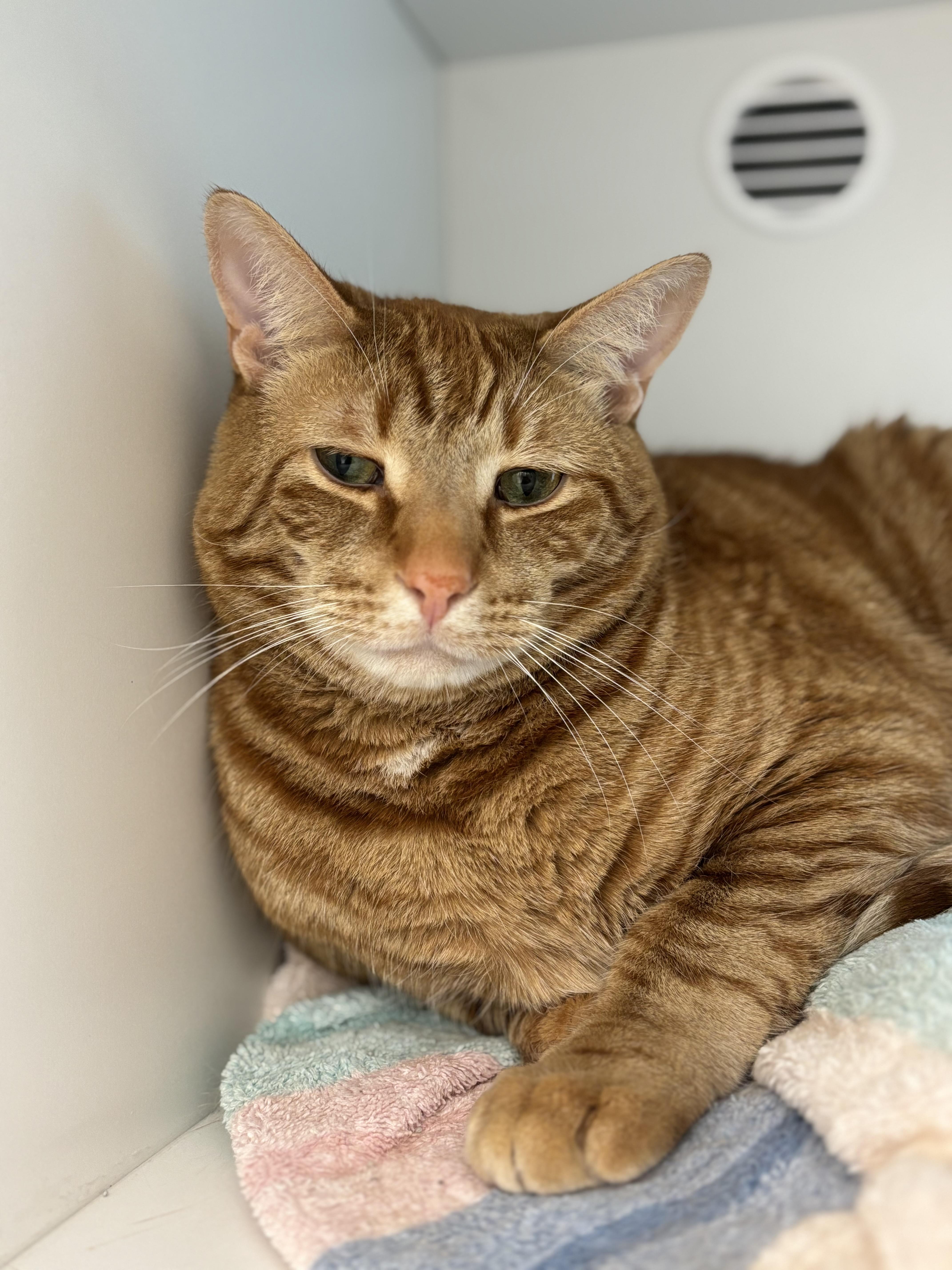 Enlarge Red, a Adoptable Domestic Short Hair in Quincy, MA image 2/2