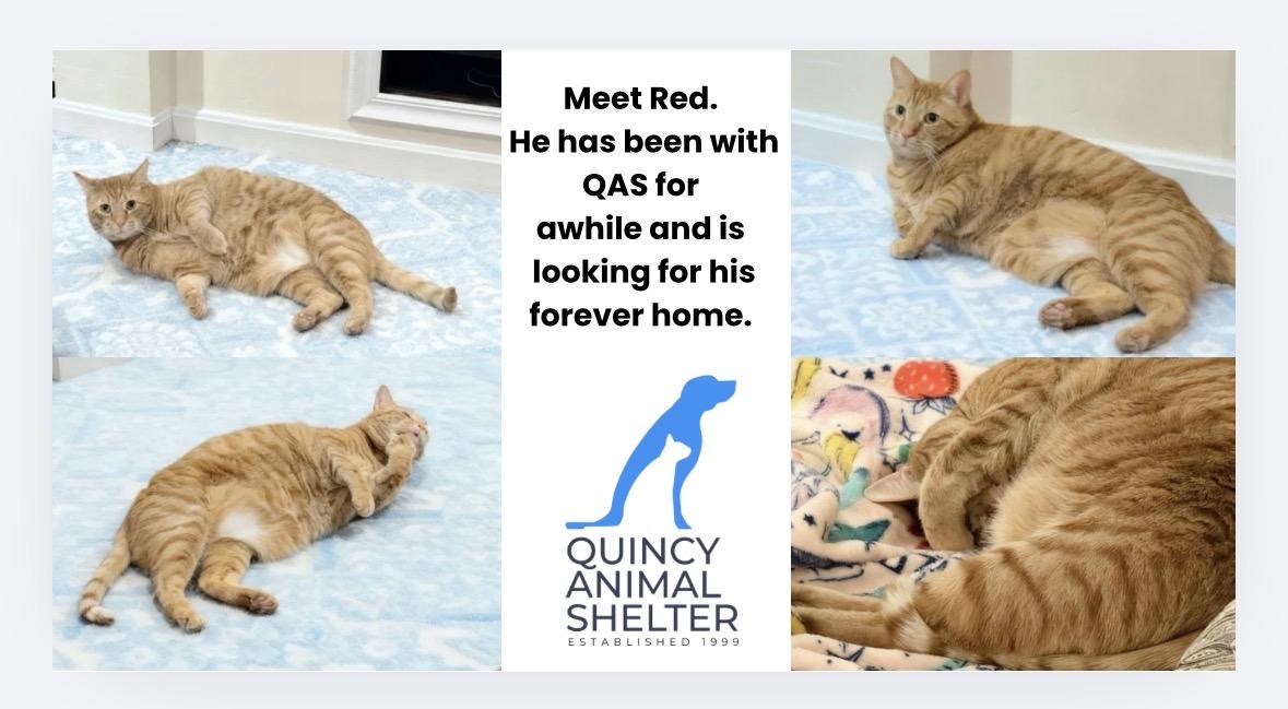 Enlarge Red, a Adoptable Domestic Short Hair in Quincy, MA image 3/3