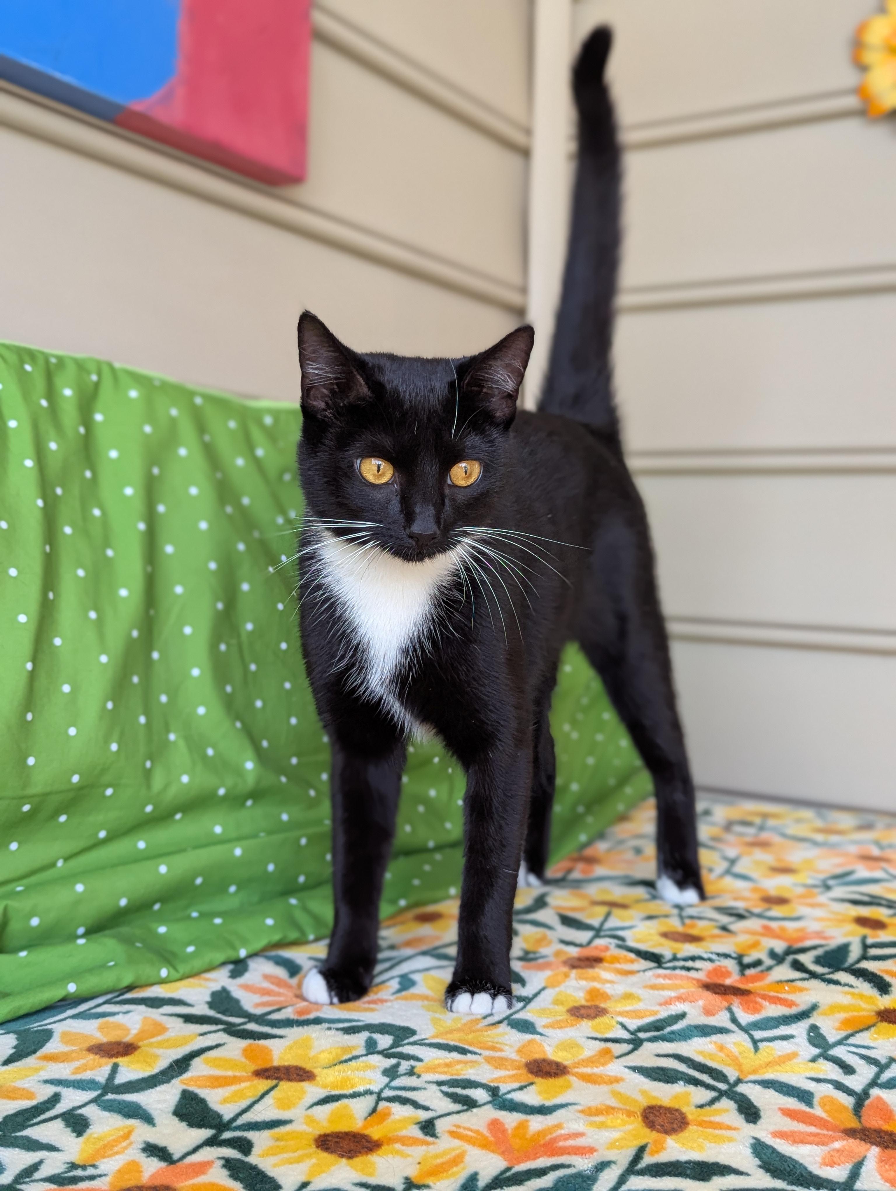 Enlarge Chip (Full-time sidekick), a ADOPTABLE Tuxedo in Decatur, GA image 6/6