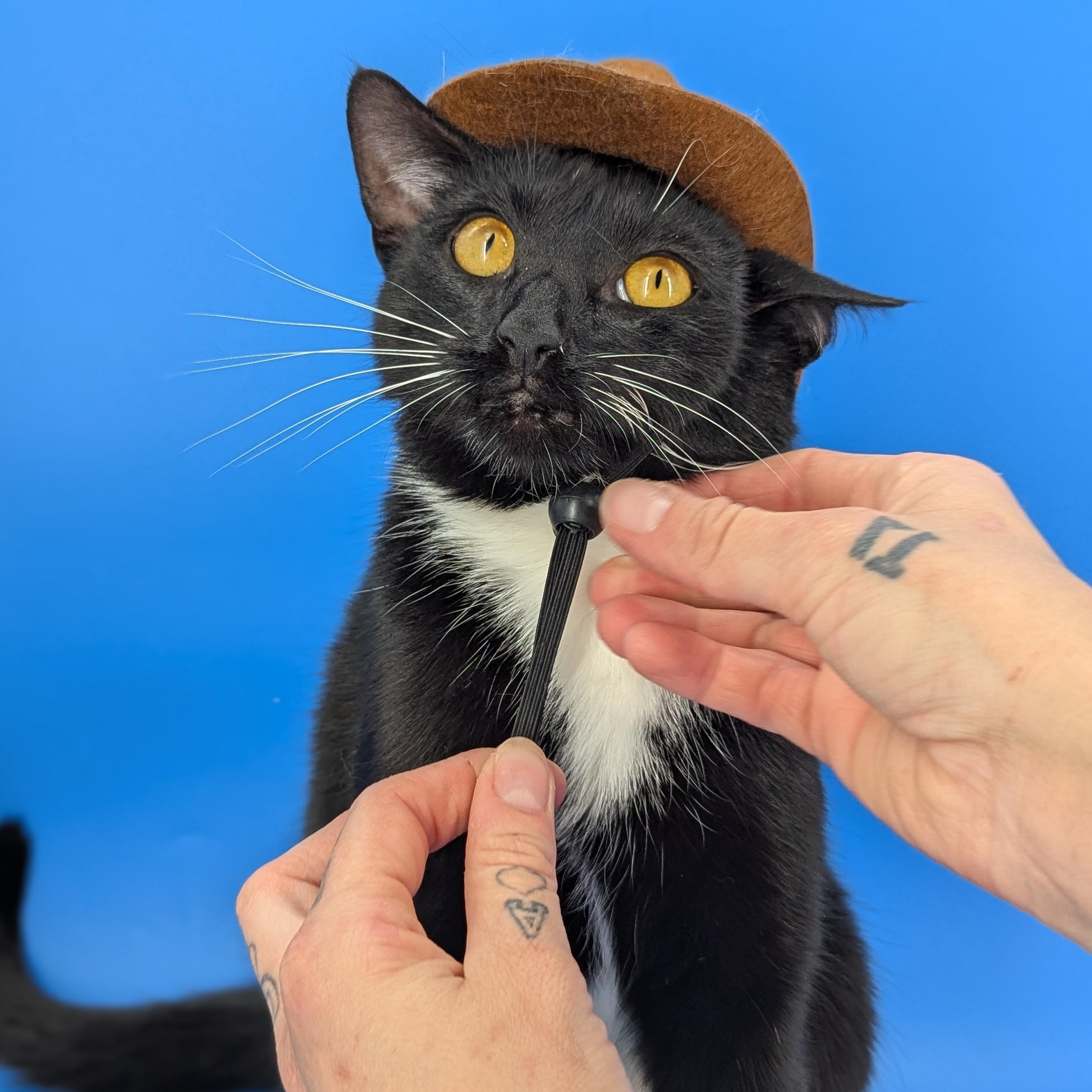 Chip (Full-time sidekick), a ADOPTABLE Tuxedo in Decatur, GA image 6/6