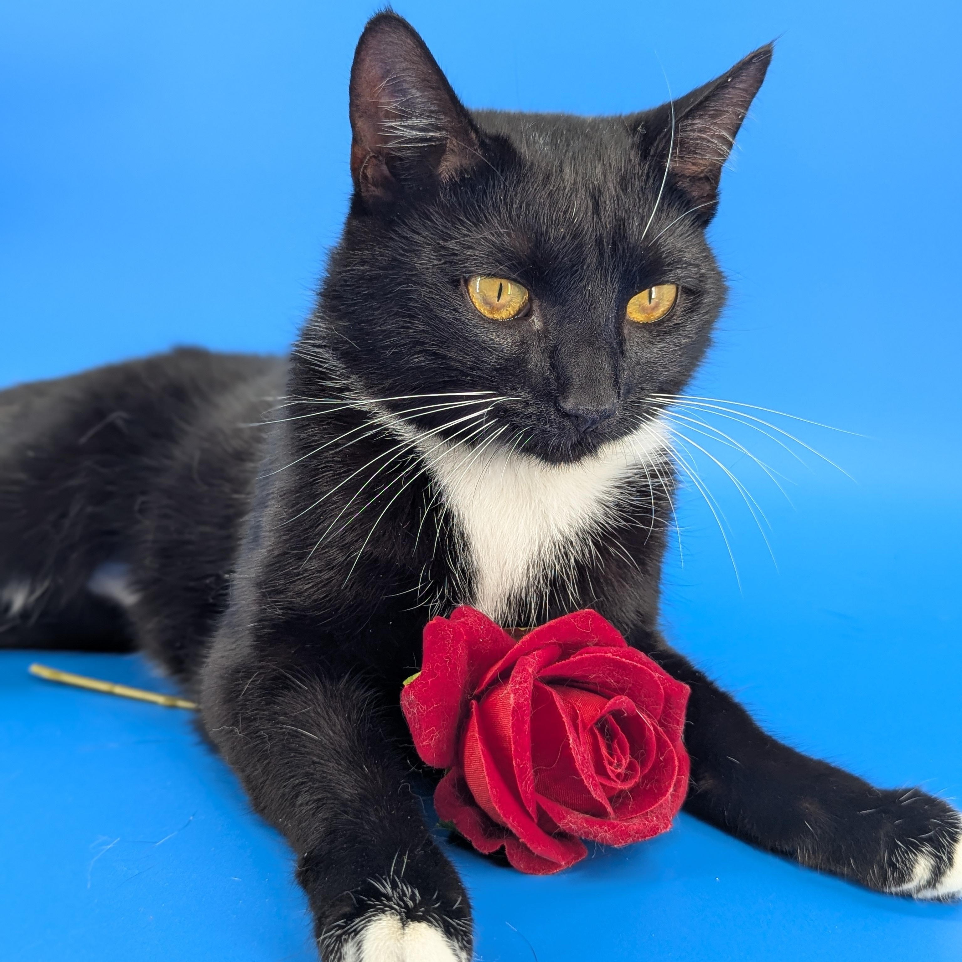 Chip (Full-time sidekick), ADOPTABLE, Kitten Female Tuxedo.